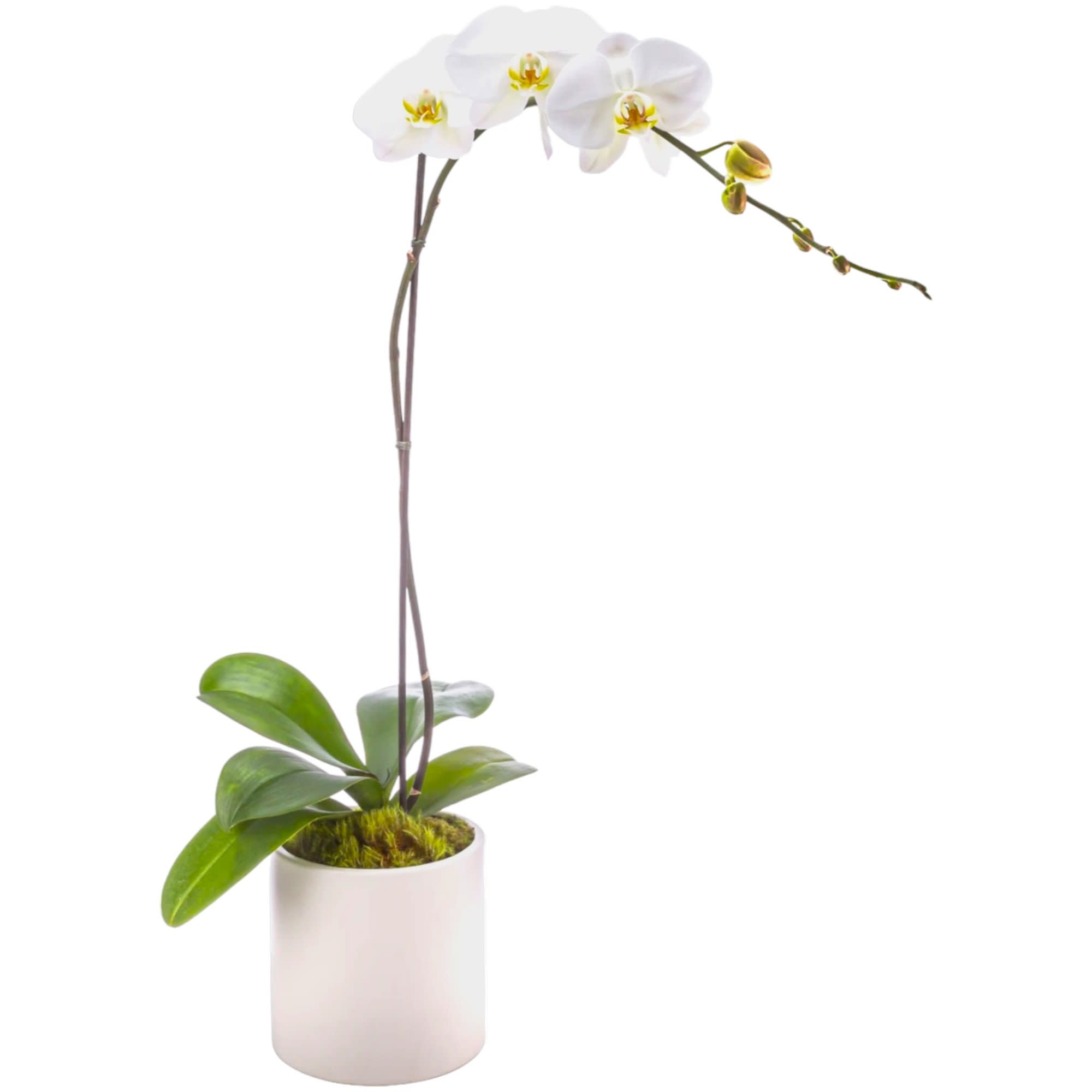 Single Stem Orchid by BloomNation™ - A beautiful and classic single stem white orchid. Perfect for all occasions, bring it as a housewarming gift, a birthday, or anything in-between.  DETAILS Single Phalaenopsis Orchid Plant  PLANTER INCLUDED Orientation: Mostly One-Sided Item #NF-320  FLORIST-TO-DOOR Same day flower delivery on most orders placed online by 12 pm or 10 am on weekends PST.  POTTED PLANT  The Standard - (SHOWN)  How to place an order? 1. You can place an order directly on this secure website OR 2. You can call in your order by dialing: (323) 262 - 9238 OR 3. You can visit our store (appointment recommended 323.262.9238)  NINFA'S FLOWERS 2405 WHITTIER BLVD. LOS ANGELES, CA. 90023  ATTENTION: *Please note that on busy holidays, Valentine's Day, and Mother's Day, we cannot verify if the recipient received the flowers until the following day. You can verify delivery on the website after 10:00 pm, call 323.262.9238 the following day after 10:00 am, or contact the recipient directly. Thank you for your patience and understanding.