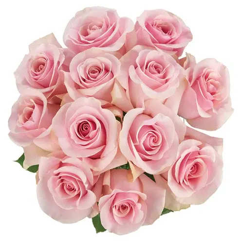 The One Rose Bouquet Pink The One Rose Bouquet Pink - Roses wrapped in a bouquet sleeve with a ribbon.