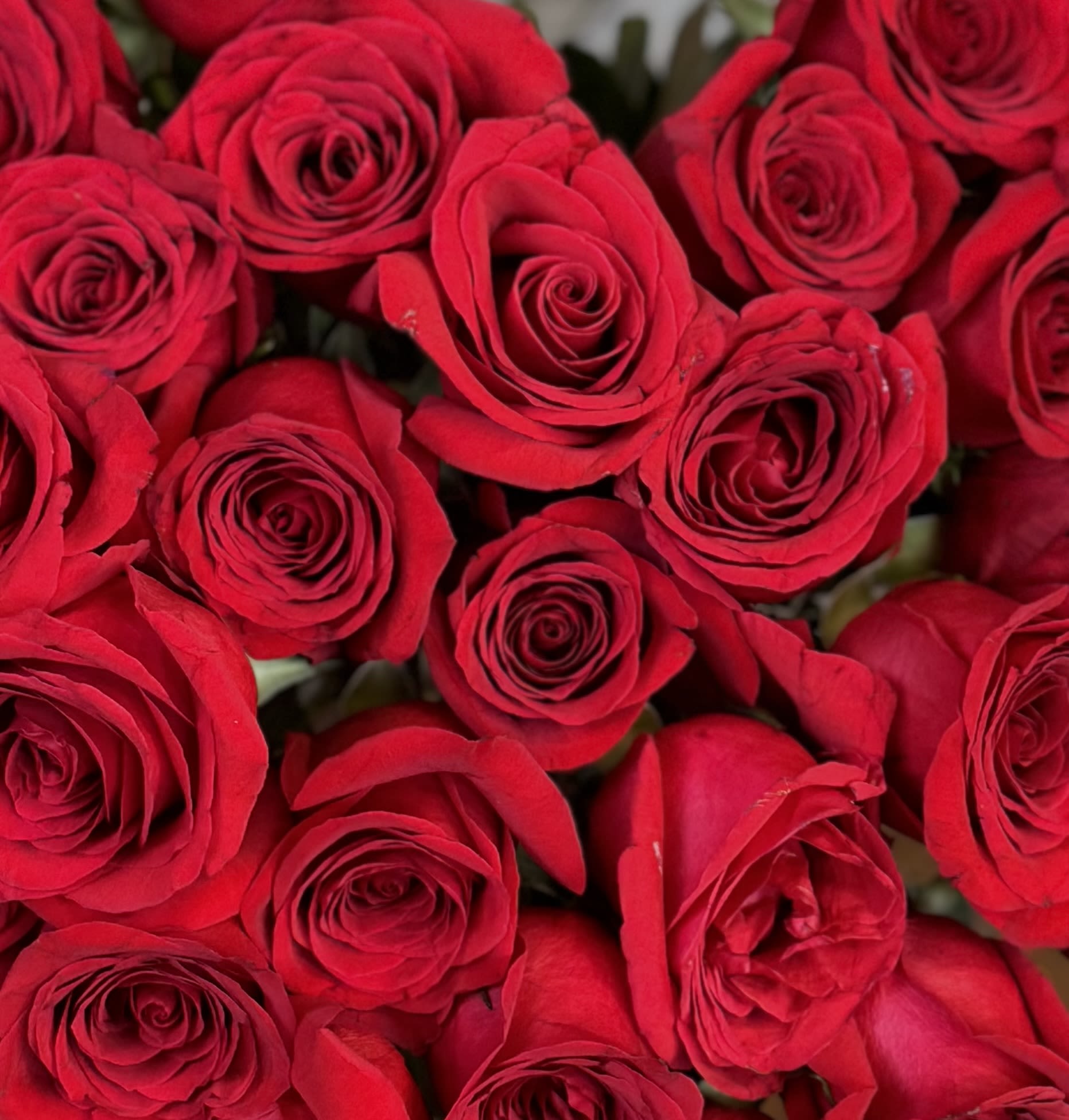 1/2 Dozen Roses - Our Half Dozen Roses arrangement features six premium, hand-selected roses in your choice of color, elegantly arranged with fresh greenery and delicate filler flowers. Whether you’re expressing love, gratitude, or just thinking of someone special, this timeless bouquet delivers beauty and meaning in every petal.
