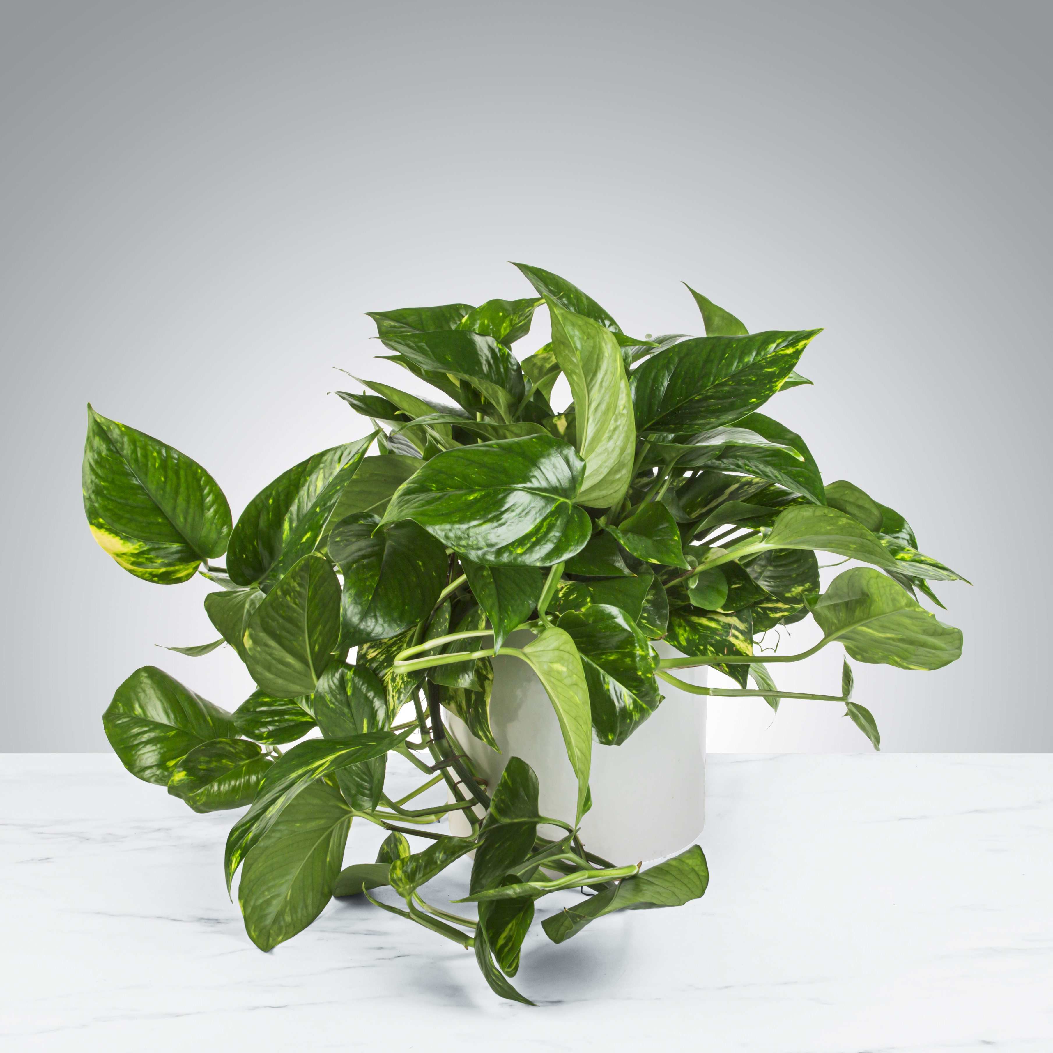 Pothos Plant by BloomNation™ Pothos Plant by BloomNation™ - A large Pothos Plant that updates any living space. Pothos Plant's are known to remove toxins from the air and don't need to be watered frequently. APPROXIMATE DIMENSIONS: 16" W x 16" H