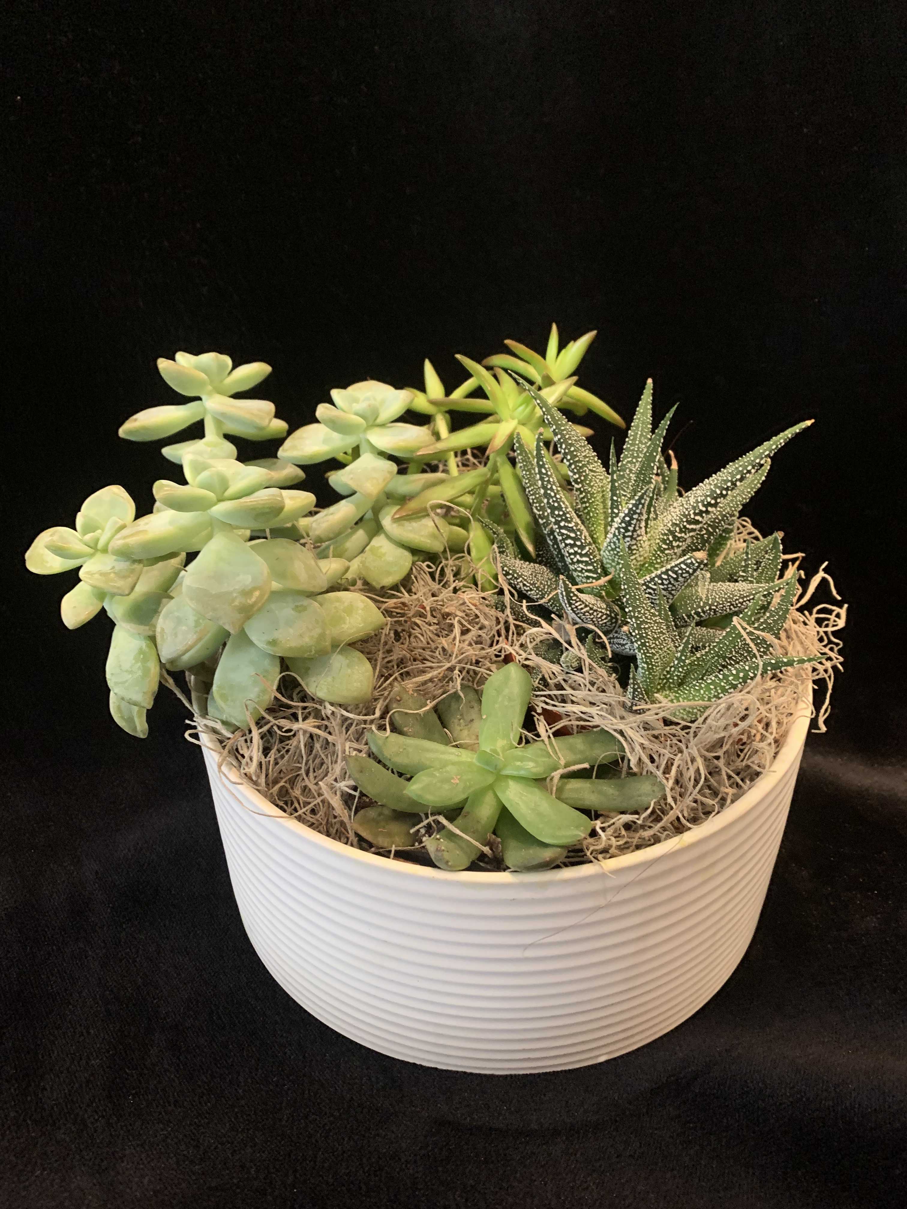 Succulent Garden Succulent Garden - An assortment of our best succulent plants nestled in a white ceramic pot and finished off with Spanish and/or reindeer moss. Everyone loves succulents!