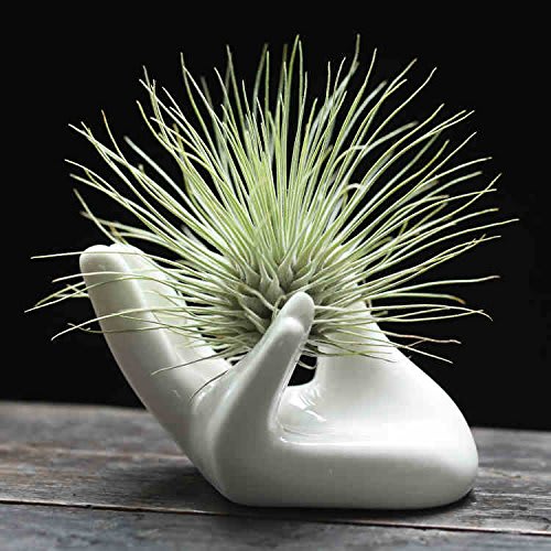 Air Plant Hand Holder Air Plant Hand Holder - This ceramic air-plant holder, fits for an air plant, creates a fashion life atmosphere, makes your home more elegant and relaxing. Material: White Ceramic. High quality and great value. Air plant may vary from type shown. This air-plant holder is specifically designed for air-plant. Low Maintenance, just mist the air-plant periodically. Size: 3.1" Length x 2"Width. NOTE: picture enlarged to show detail. Inventory control: 3