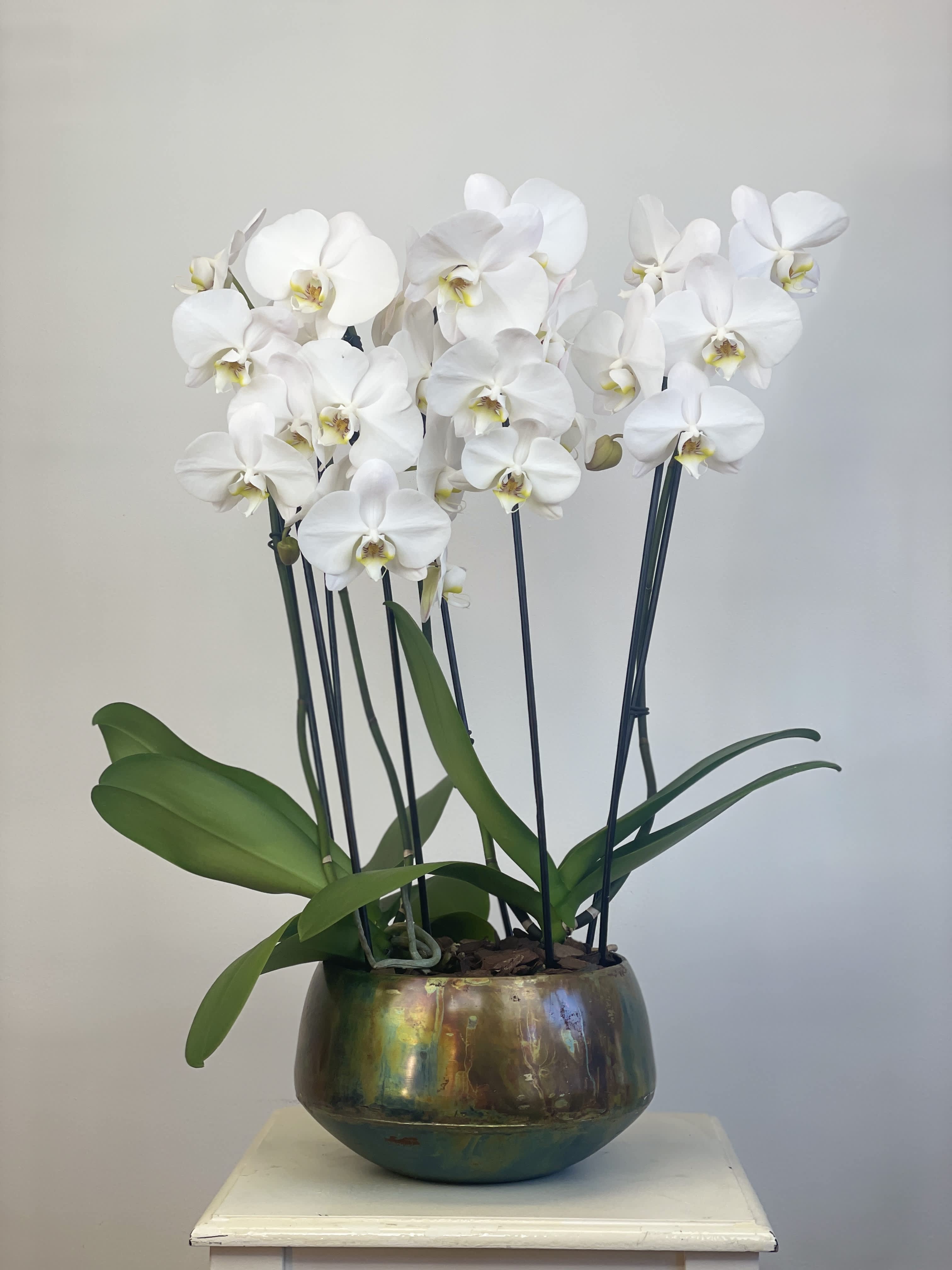 Fabulous Orchids in purpura - To present on any occasion 4 fabulous Orchids in a metal vase turned in gold and green