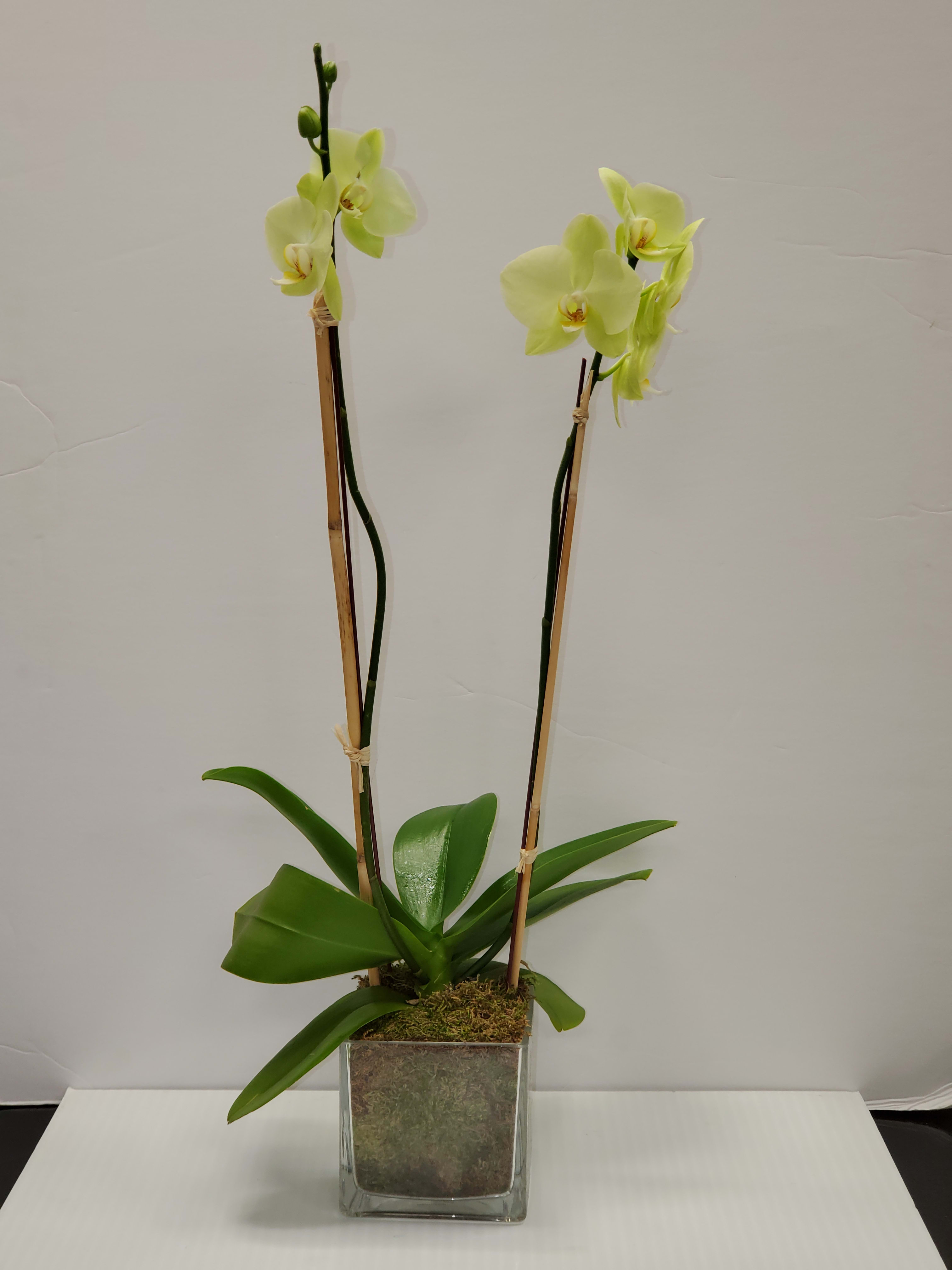 Phalaenopsis Orchid Phalaenopsis Orchid - This is a beautiful plant! Great gift for any occasion. Can last 3 months or more with great care. The container may vary & they can fully bloom depending on the season.