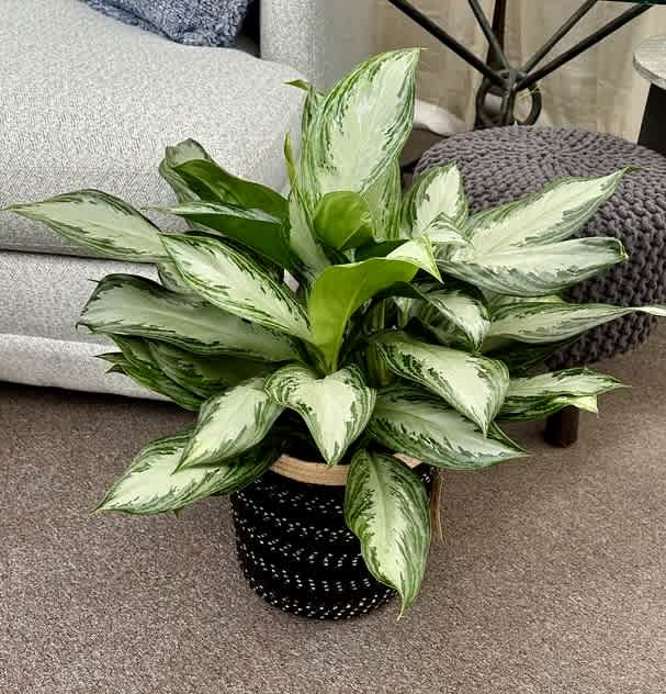 エクセルAglaonema Mulan Aglaonema 10” in Basketby J & M
