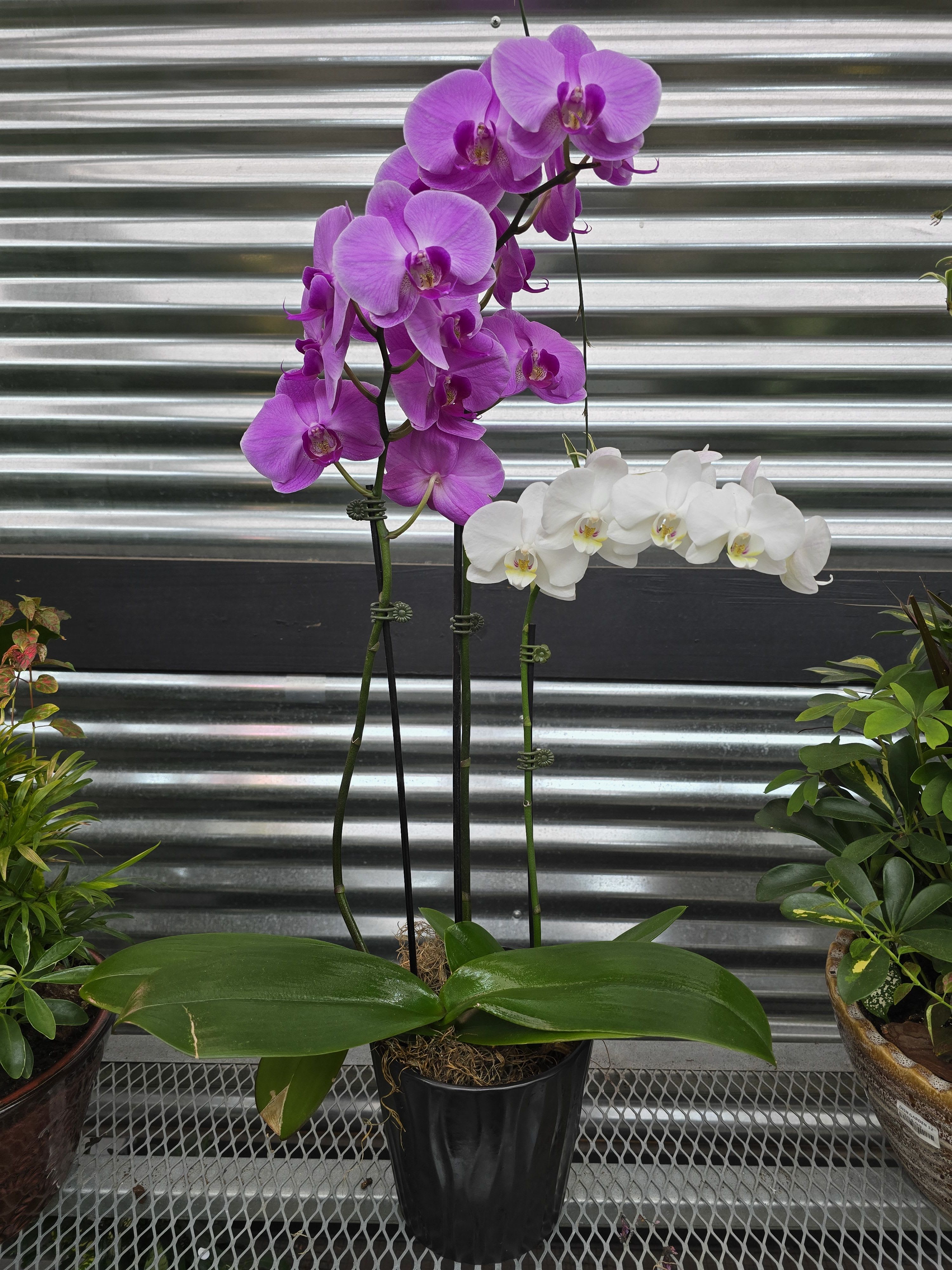 Orchid Planter - A beautiful and classic single stem white orchid. Perfect for all occasions, bring it as a housewarming gift, a birthday, or anything in-between.