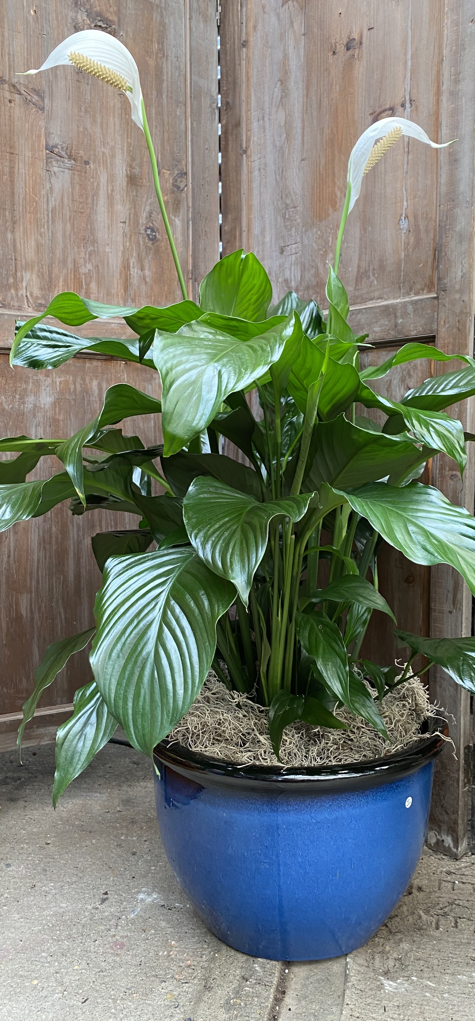 Peace Lily in 12” pot Peace Lily in 12” pot - Peace Lily in 12” ceramic pot; easy maintenance, low light
