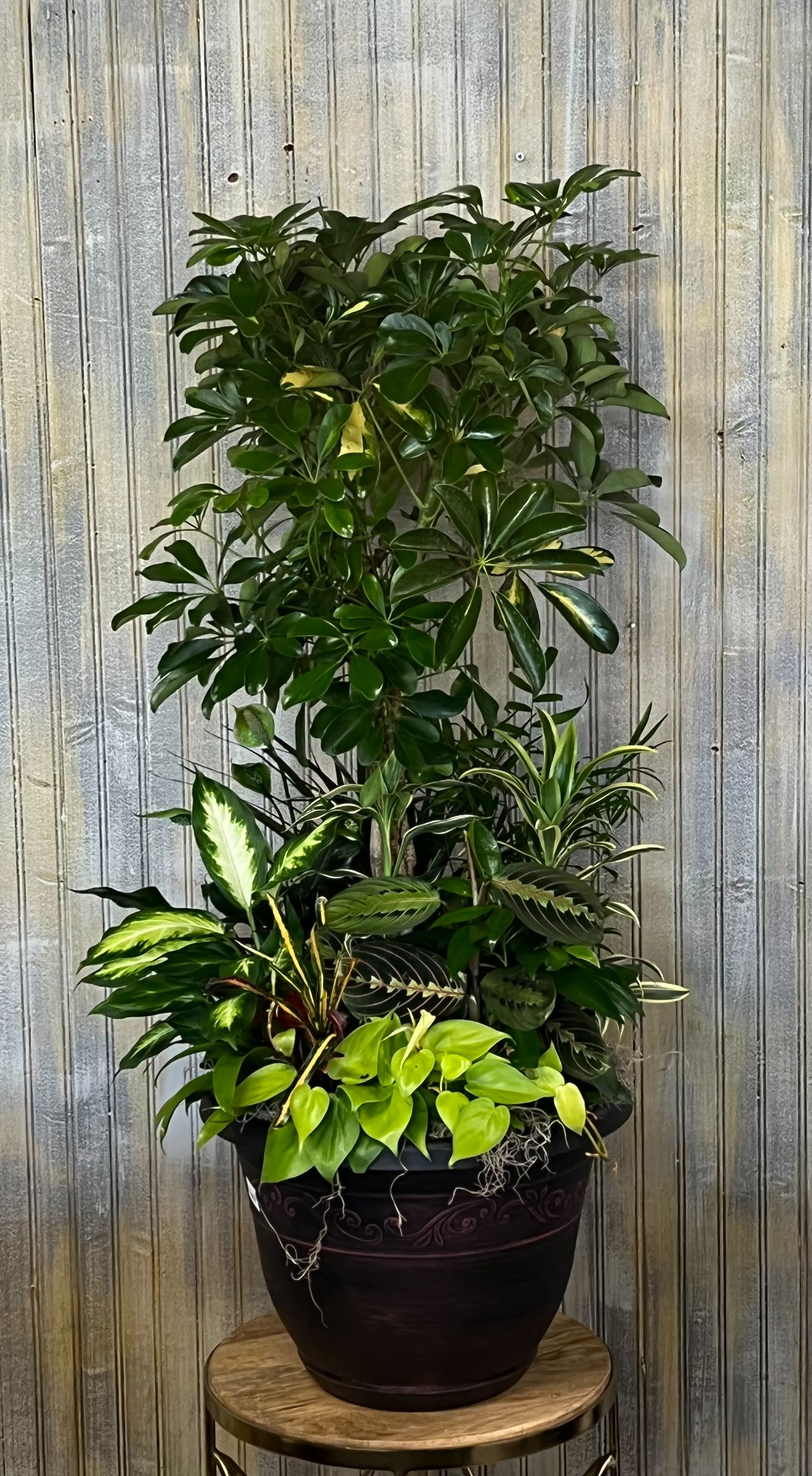 Floor plant - This display of large assortment of green plants is low maintenance, perfect for any occasion it will continue to stun in any environment.    