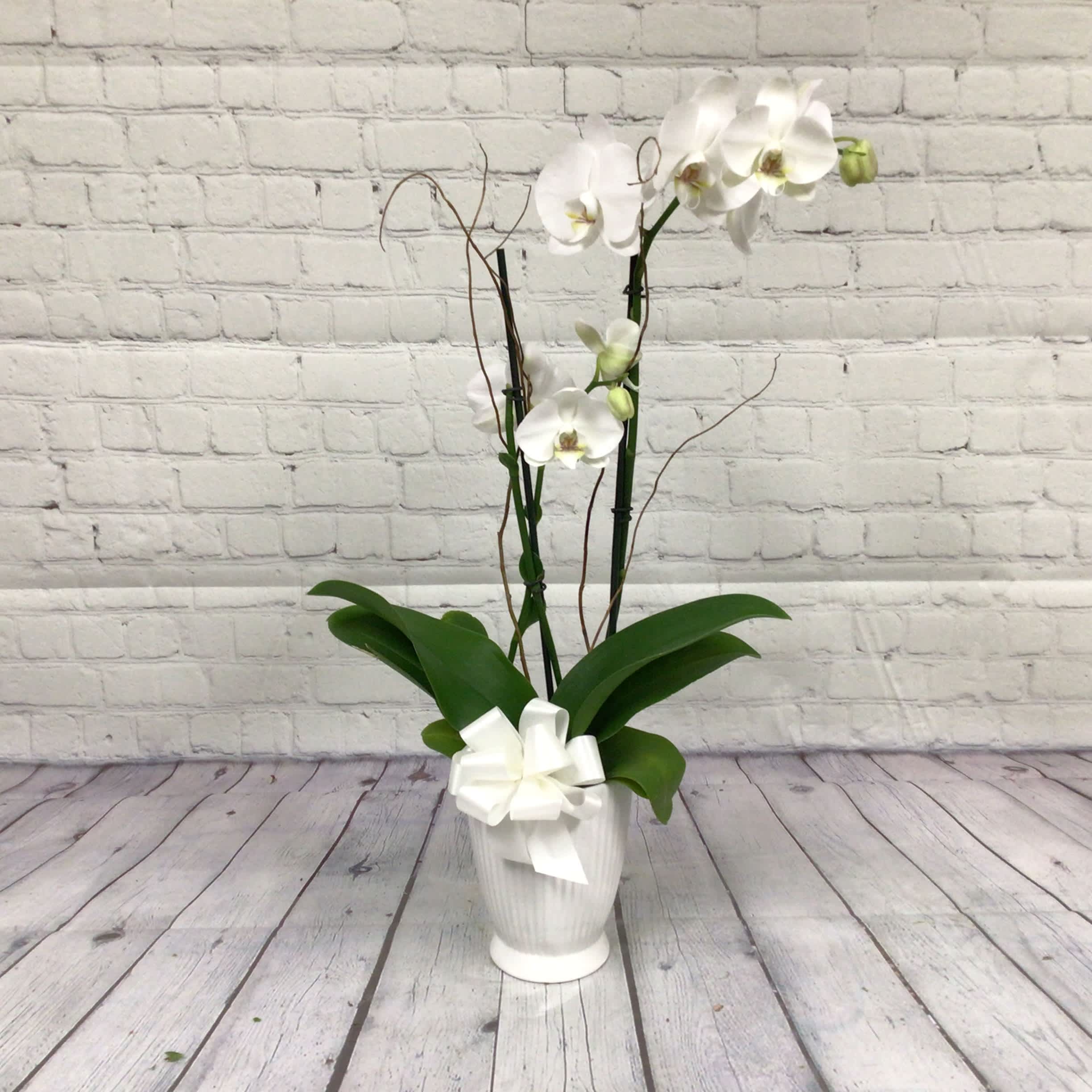 Potted Phalaenopsis - The flowers of the popular and beautiful phalaenopsis orchid plant are thought to resemble moths in flight – and this exotic and graceful living gift, potted for a long blooming time, will decorate any room with elegance. Available in many colors.