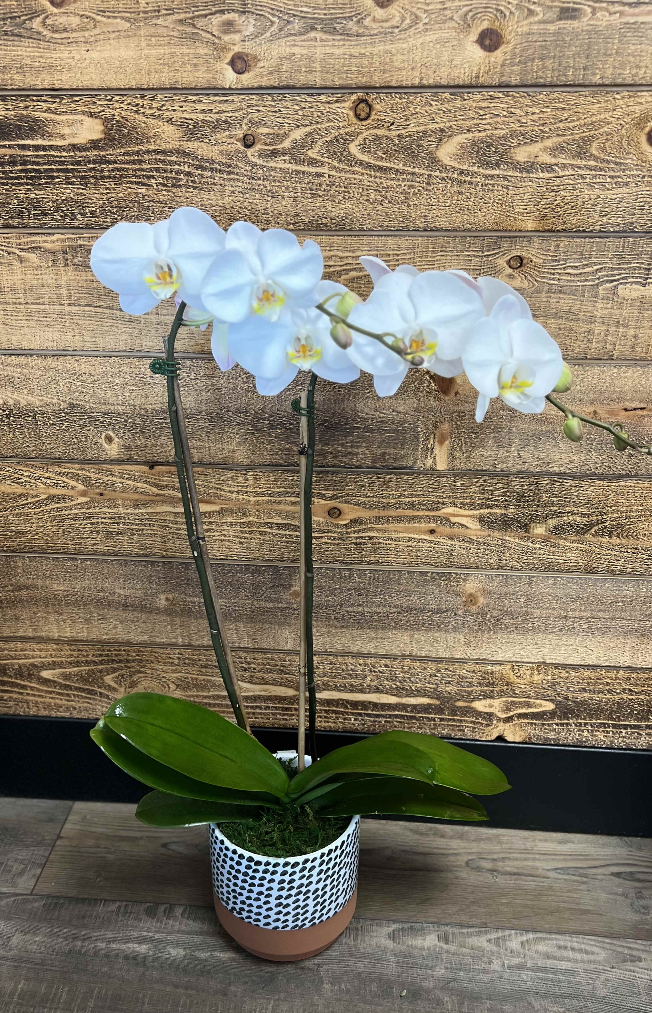 Double Stemmed White Orchid Double Stemmed White Orchid - In a 6" pot