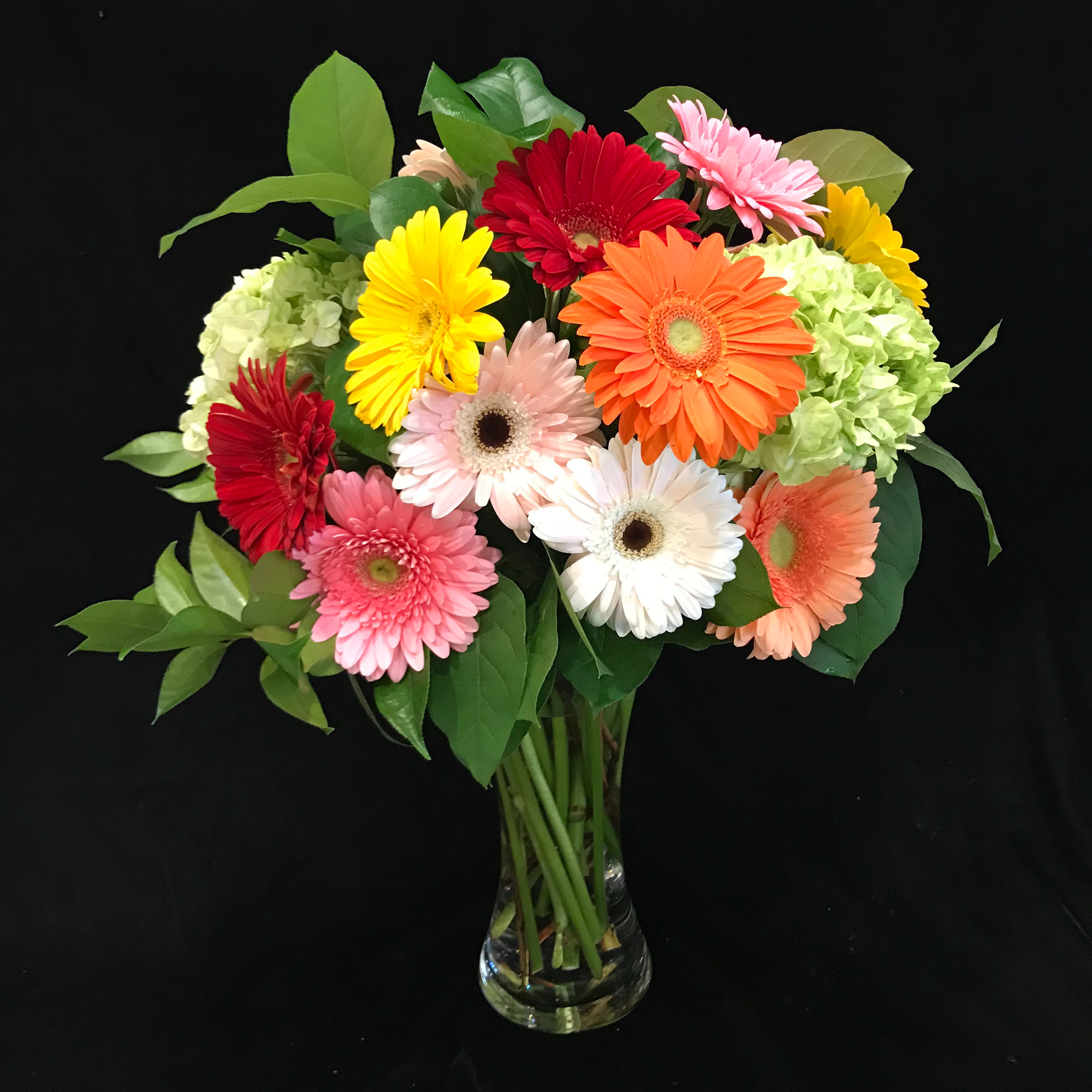 Gorgeous Gerberas - Make anyone's day brighter with this vibrant combination of gerbera daisies and green hydrangeas in a tall vase.