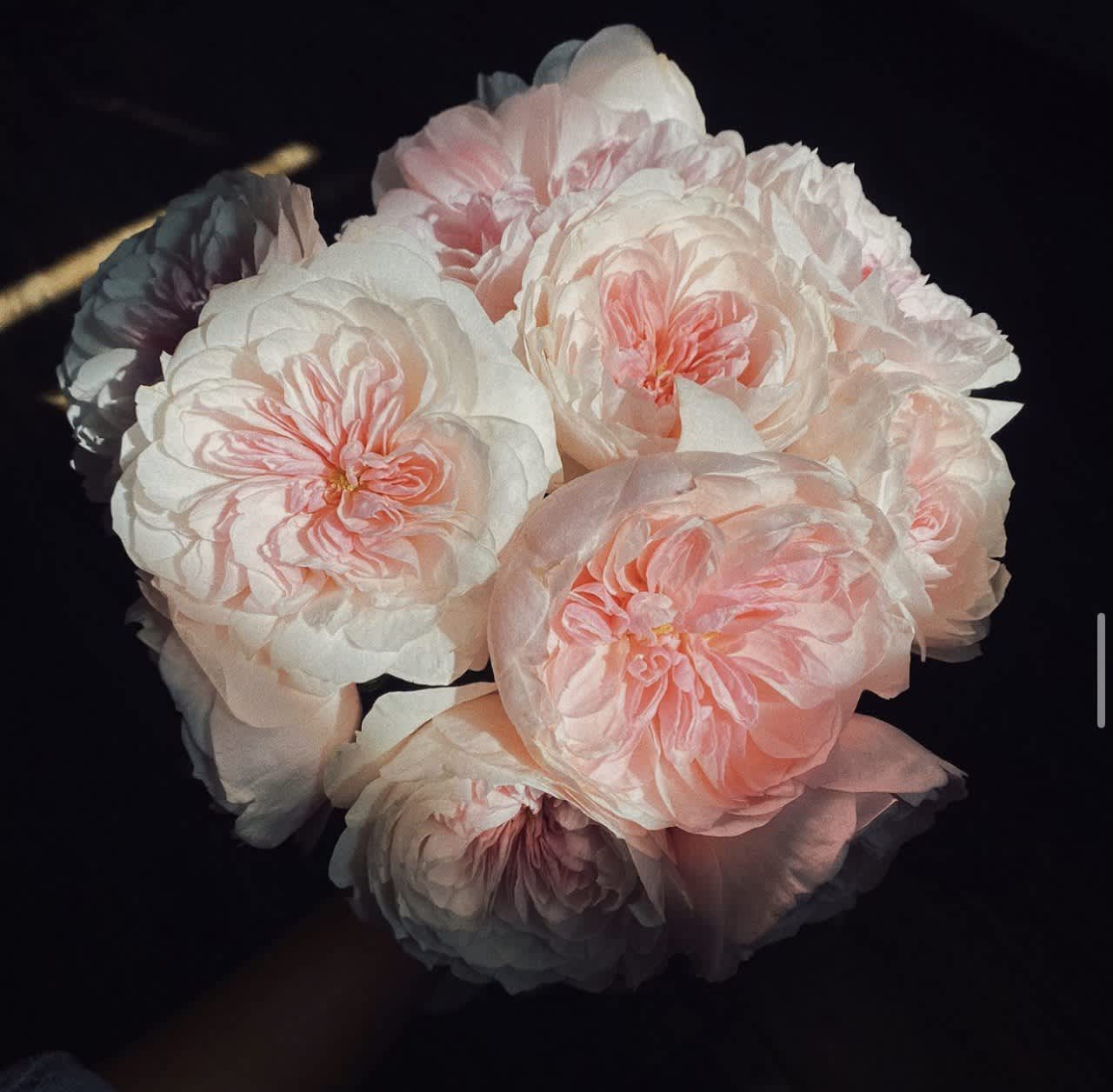 #85 Rosy Oasis - Premium garden roses
