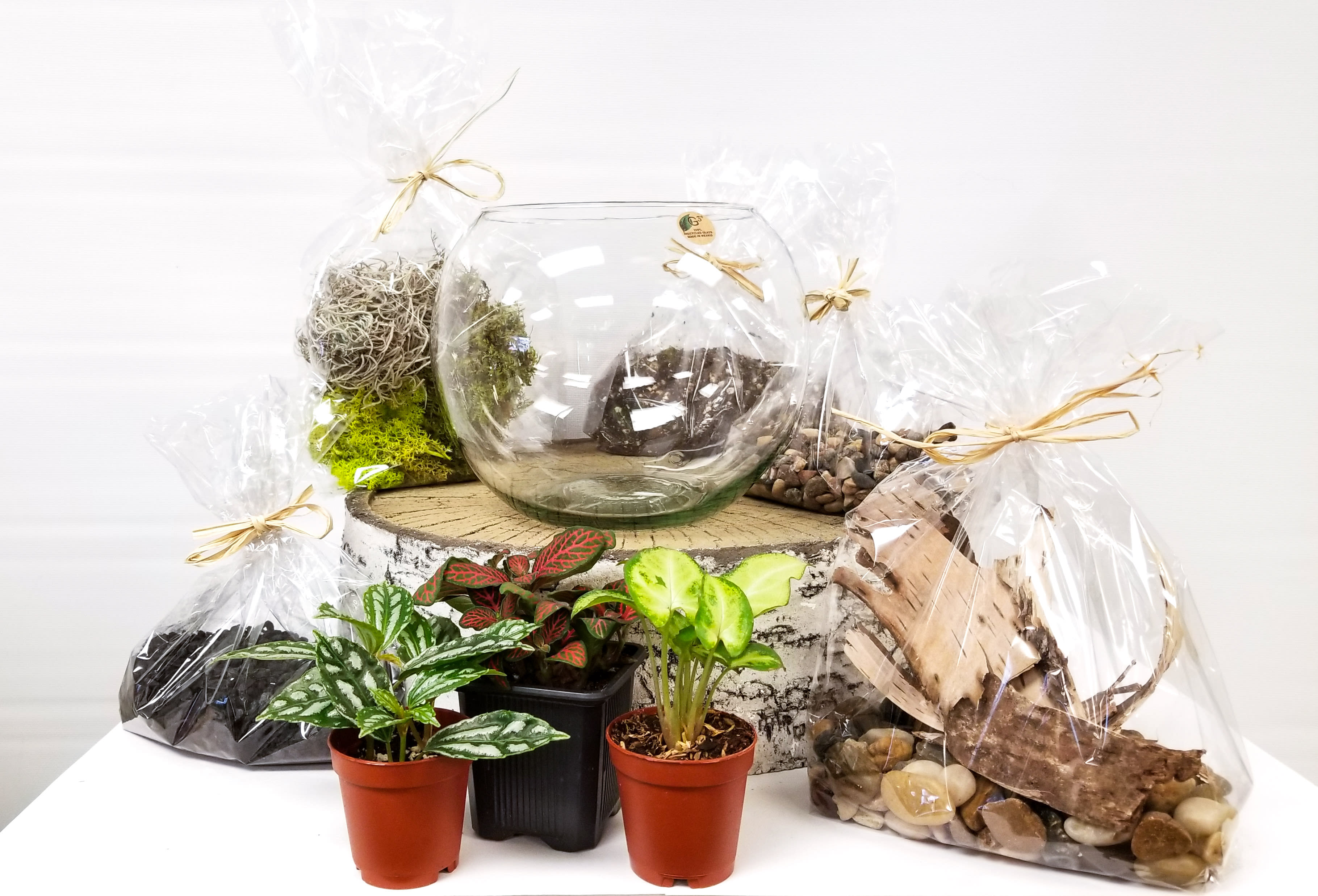 DIY Tropical Plant Terrarium Kit  - A great gift and activity! Our Tropical Plant Terrarium Kit contains everything you need including 8&quot; recycled glass bubble bowl, 3 different tropical plants, premeasured soil, horticultural charcoal, and pea gravel. Also included are 3 types of moss, river rocks, and birch bark to accent your design.   Included are step by step instructions to guide you through creation and instructions for how to take care of your terrarium. 