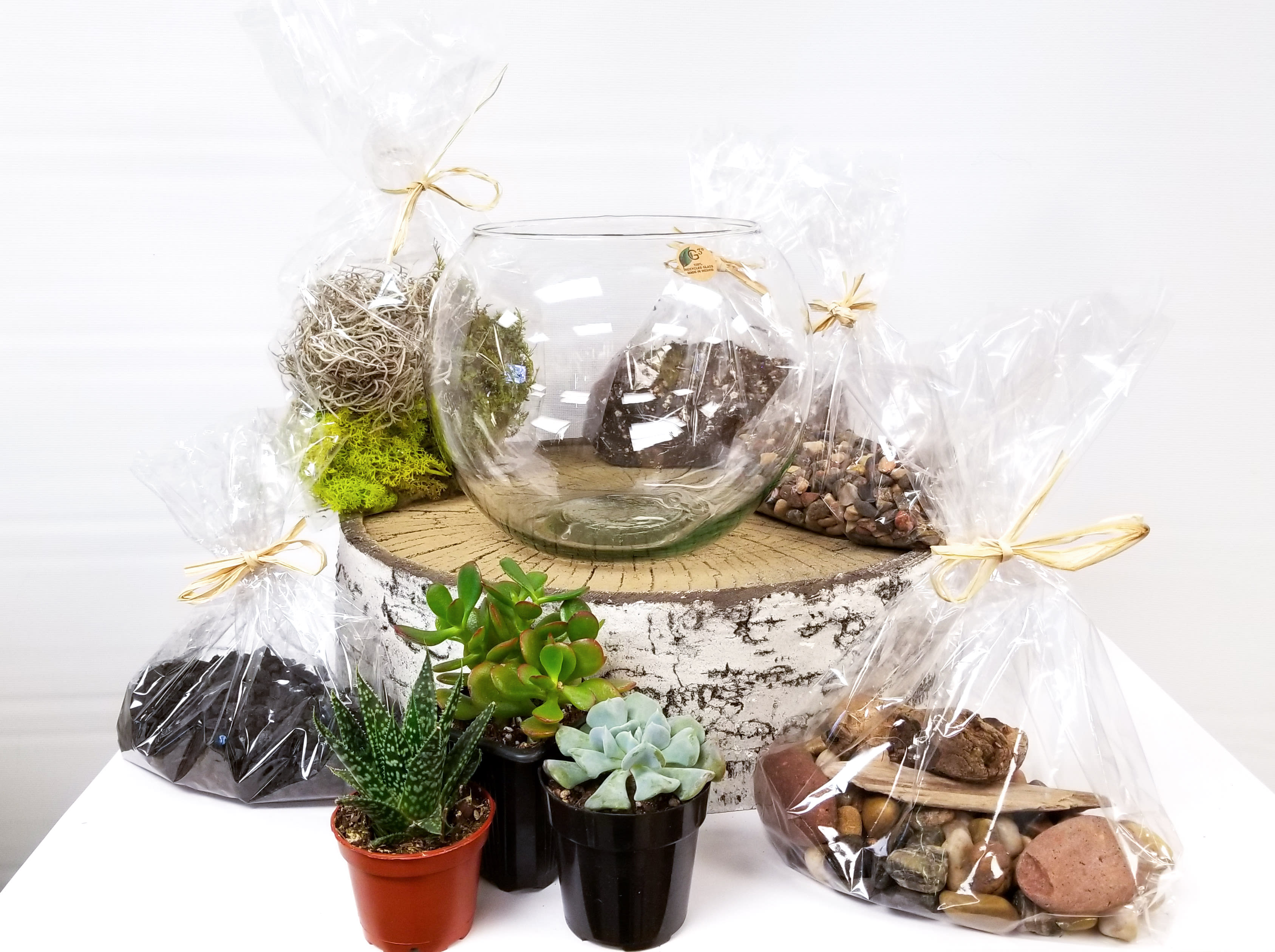DIY Succulent Terrarium Kit - A great gift and activity! Our Succulent Terrarium Kit contains everything you need including 8&quot; recycled glass bubble bowl, 3 different succulent plants, premeasured soil, horticultural charcoal, and pea gravel. Also included are 3 types of moss, river rocks, and driftwood to accent your design.   Included are step by step instructions to guide you through creation and instructions for how to take care of your terrarium. 
