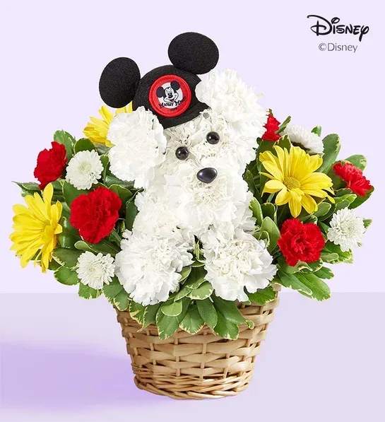 Mickey Ear's Doggy Mickey Ear's Doggy - Flower pup is blooming from ear to ear! Mickey collection, it’s crafted from white carnations, with red, yellow and white flowers all around to match the colors of Mickey Mouse’s iconic pants. Complete with a genuine replication of the original 1950’s Mouseketeer hat.