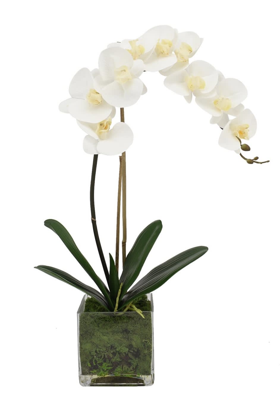  Coco Bella - 3ft tall striking Waterfall Phalaenopsis orchid is among the most popular and rewarding orchids, putting on a spectacular display when blooming, which can last 6-8 weeks. Quietly elegant, this decorative flower will live in any room. They are ease to grow as houseplants, and given proper care, they can flower for years to come.