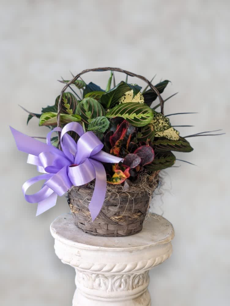 Greenery Basket by Art &amp; Flowers - Introducing our &quot;Greenery Basket&quot; – a charming ensemble of assorted green plants nestled in a rustic basket. This delightful arrangement brings the freshness of nature into any space, offering a serene and rejuvenating ambiance. Perfect for adding a touch of greenery to your home or office, it's a low-maintenance option for plant lovers of all levels. Embrace the natural beauty of greenery with our effortlessly elegant Greenery Basket.