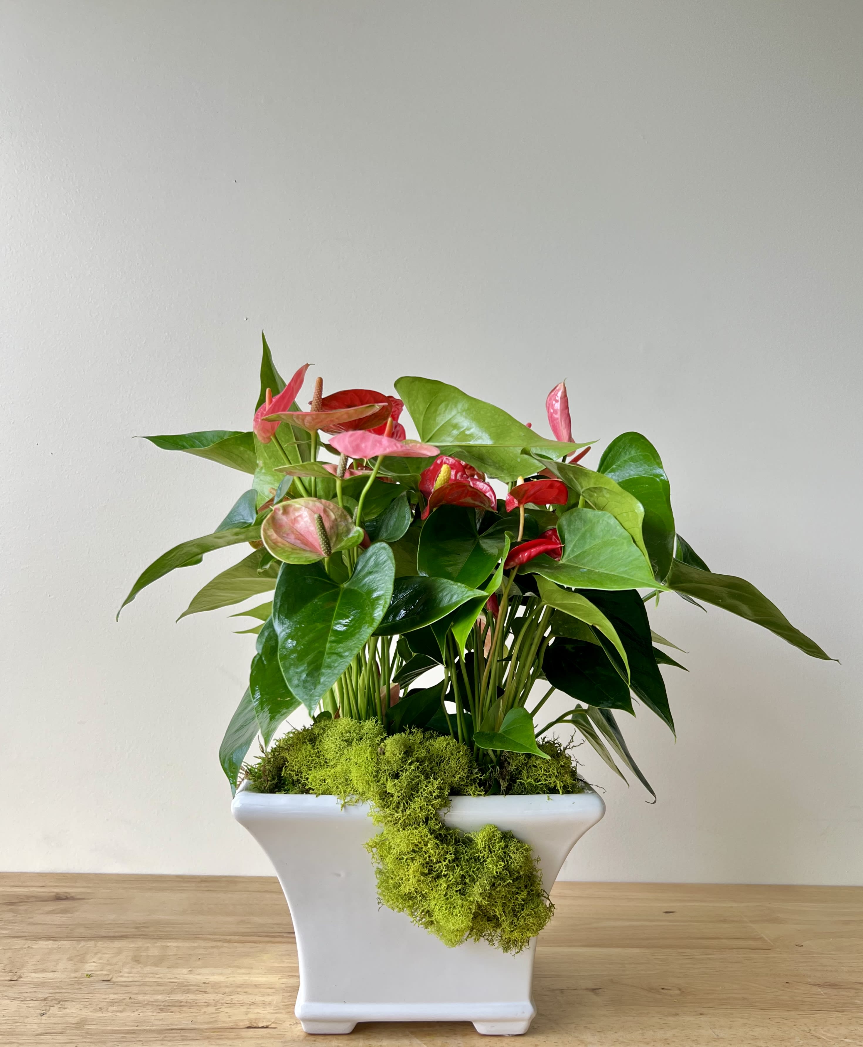 Anthurium Mix Planter - 4 Beautiful Anthurium Plant Mix in white ceramic. 