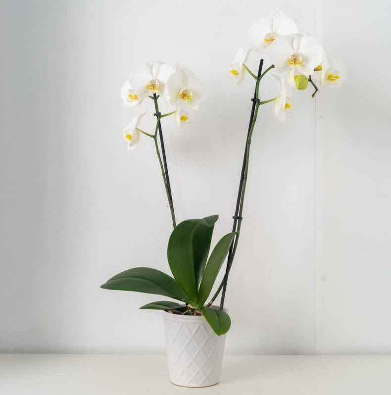 Orchid Plant DOUBLE Orchid Plant DOUBLE - Orchid Plant DOUBLE (flowers can be any color upon request/availability, vases/color may vary)