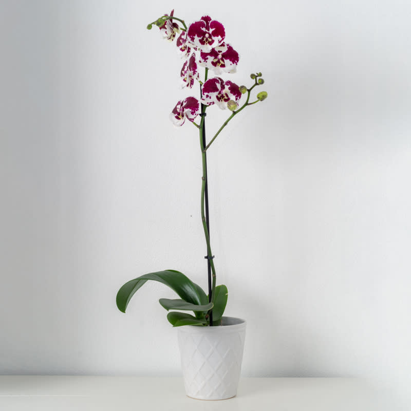 Orchid plant SINGLE Orchid plant SINGLE - Single orchid plant (flowers can be any color upon request, vases/color may vary)