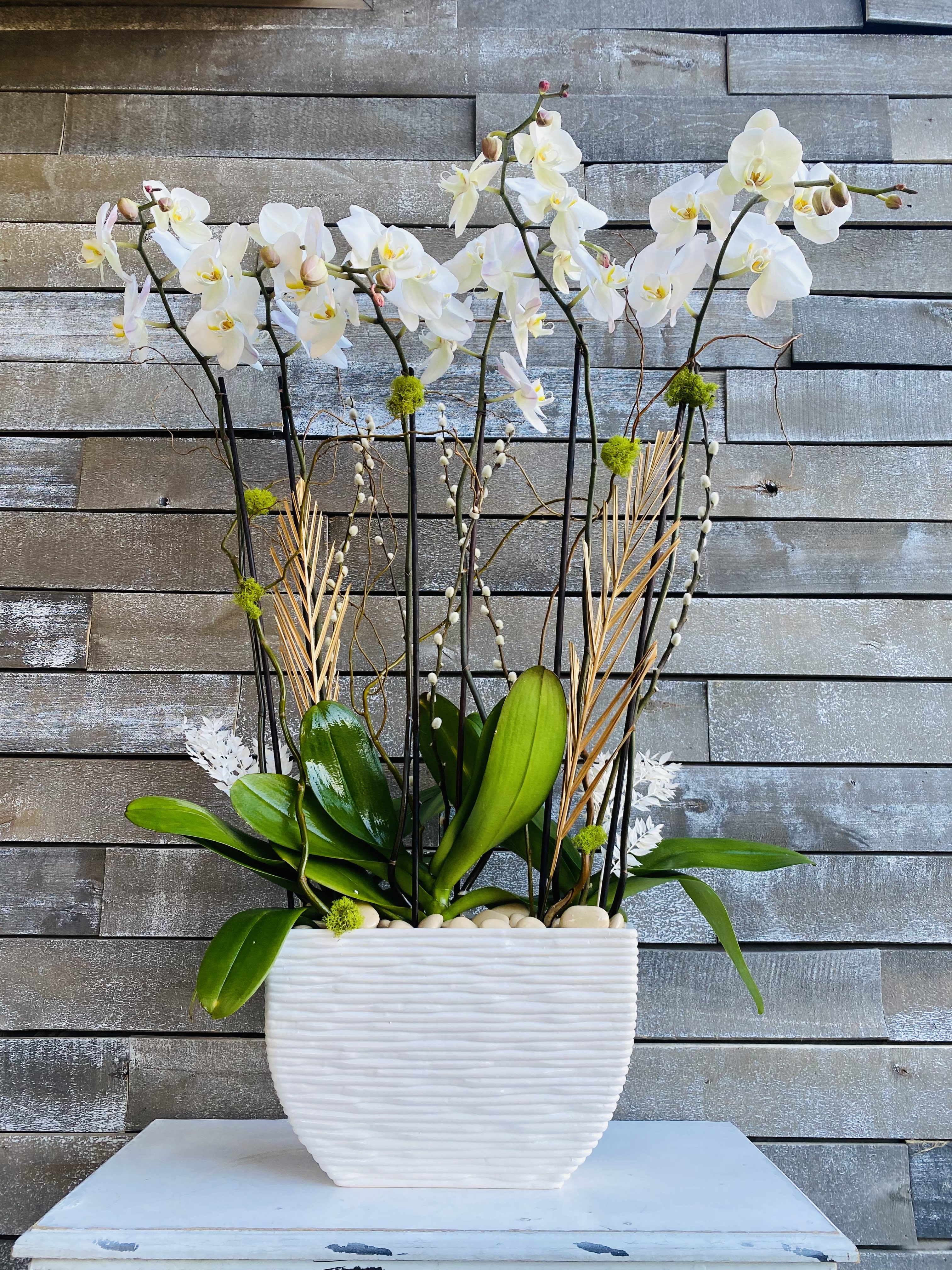 The Goldie - Gorgeous white phalaenopsis orchids in an extremely extravagant modern container. Almost 4 feet in height and 2 1/2 feet wide with gold palm leaf accents gorgeous to last for several months with little to no care at all!