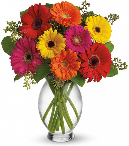 Gerbera Brights Bouquet - Here's a bright, colorful gift that has cheer written all over it! Our vibrant Gerbera daisies are gathered together into a beautiful bouquet, so that you can deliver a bunch of smiles for life’s special celebrations or everyday moments.