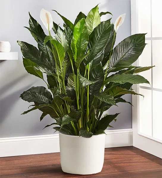 Spathiphyllum - Spathiphyllum Plant In A White Ceramic Pot