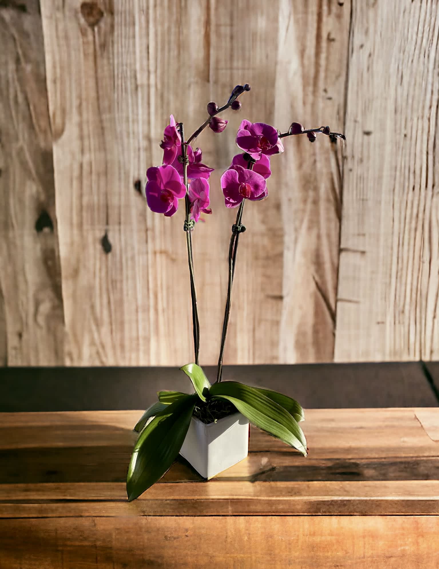 One large orchid 2 Stems Purple in a Ceramic vase One large orchid 2 Stems Purple in a Ceramic vase - Premium Orchid to show how much you appreciate her work and love.