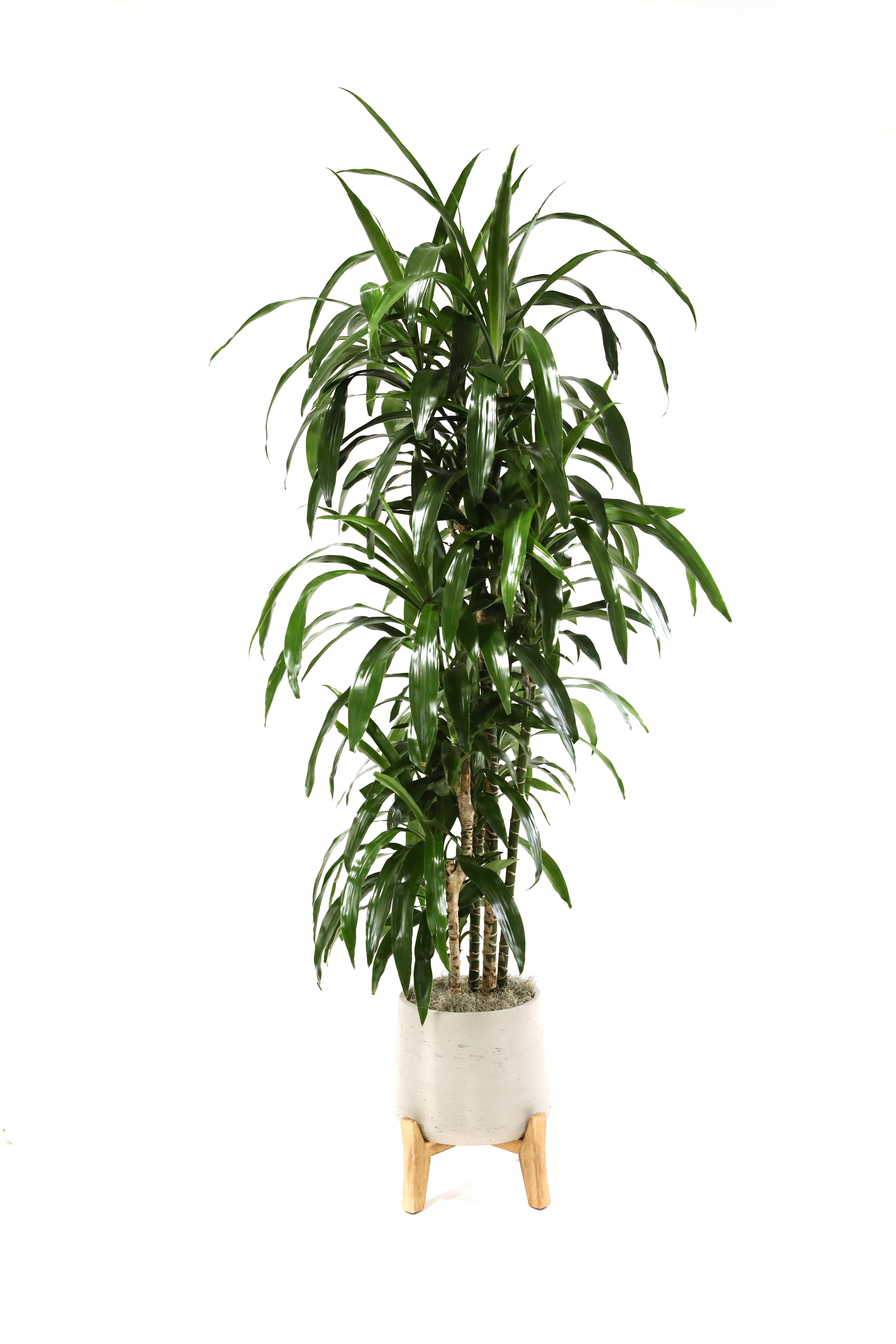 FLORIDA CANE PLANT FLORIDA CANE PLANT - THIS CANE PLANT IS A VERY LONG-LASTING AND EASY TO CARE FOR PLANT. IT IS IN A BEIGH CERAMIC CONTAINER ON A WOODEN STAND.