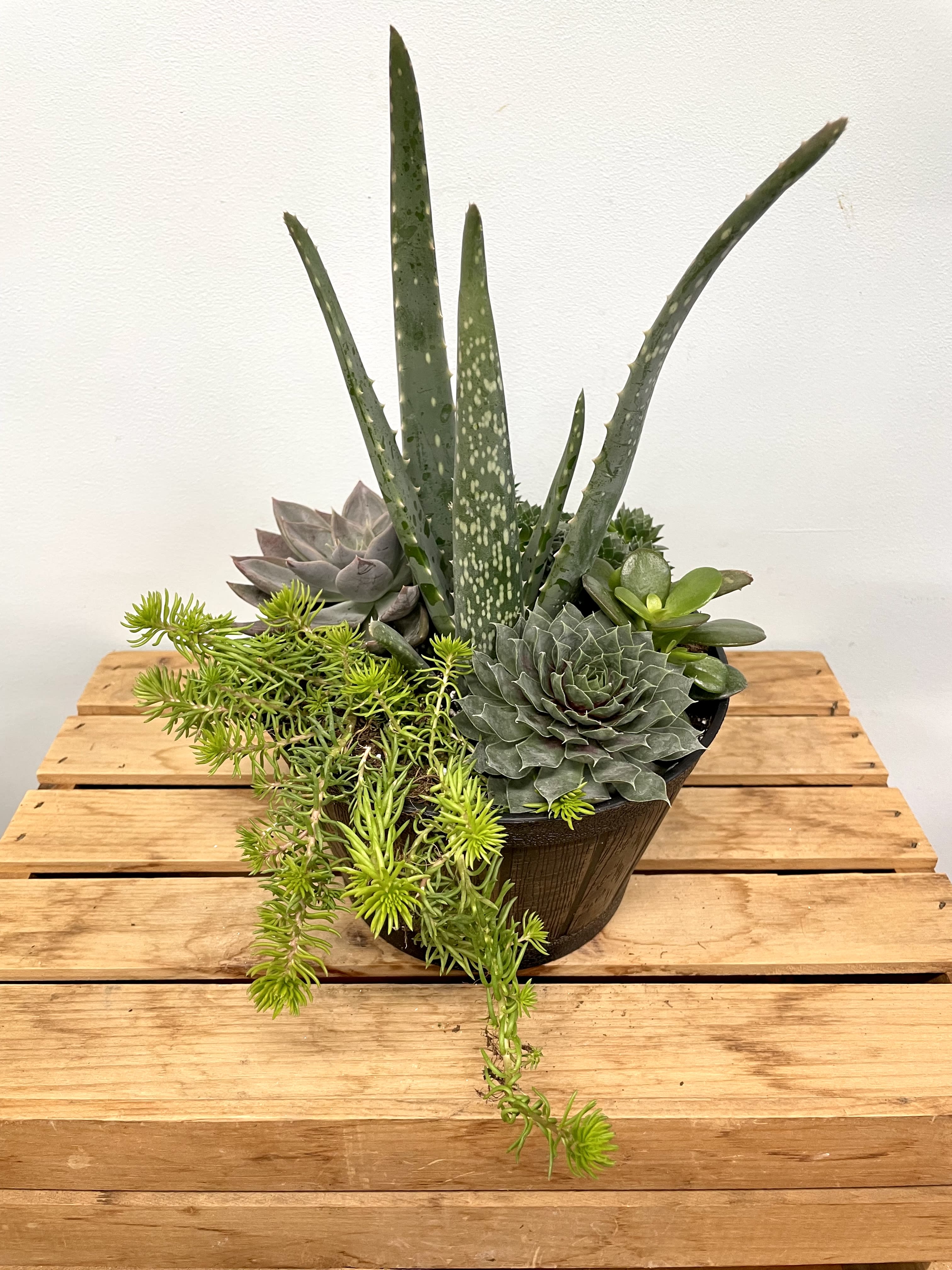 Assorted Succulent Garden in growers pot Large - assorted succulent garden.