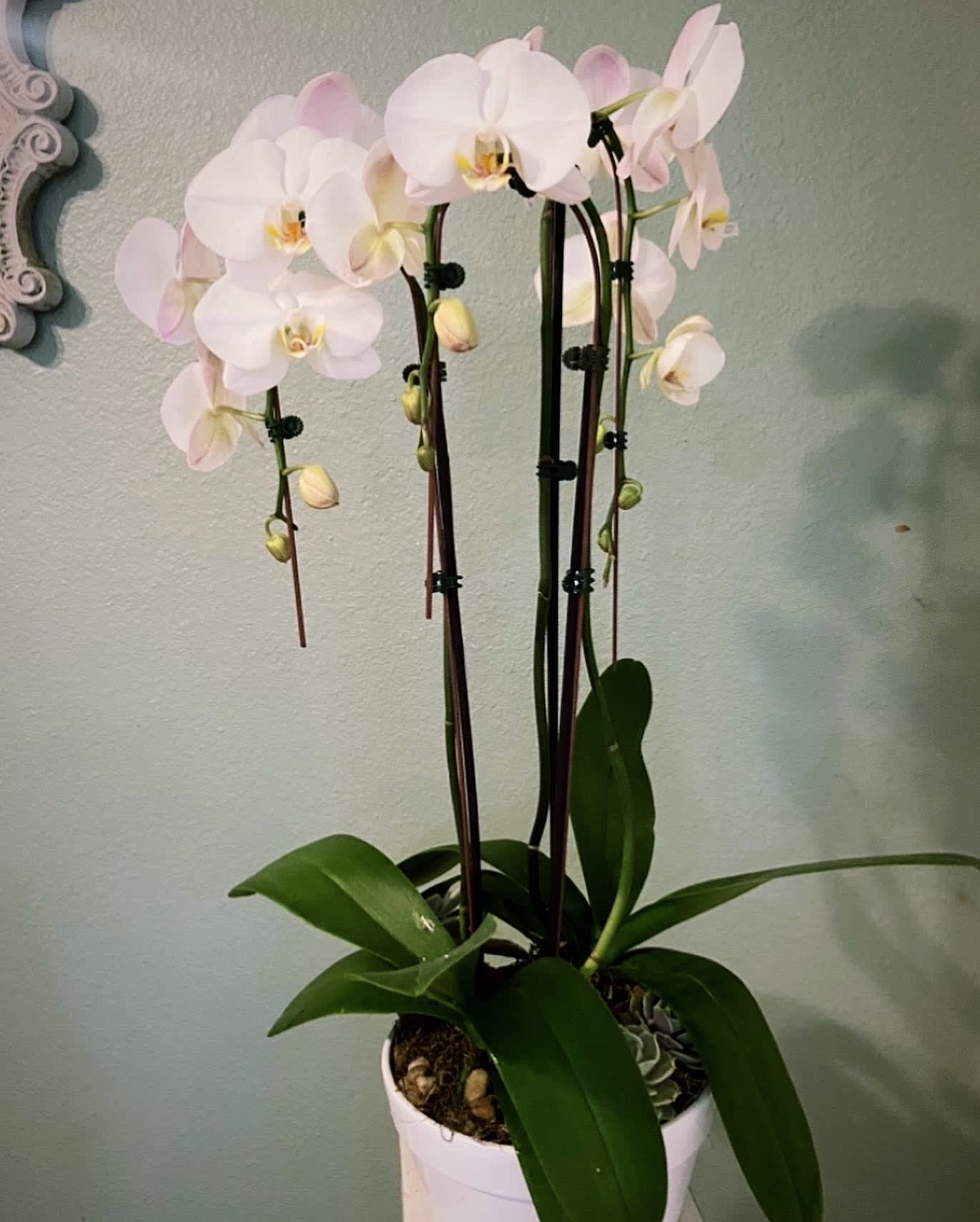 Triple Orchid Triple Orchid - A beautiful sight to behold just in their existence, these orchids are of highest quality. Available is a variety of shapes and sizes, our exclusive orchids will add life and light to your space. Please note: If you would prefer a color other than white, please state your preference in the notations, otherwise we will default to white.