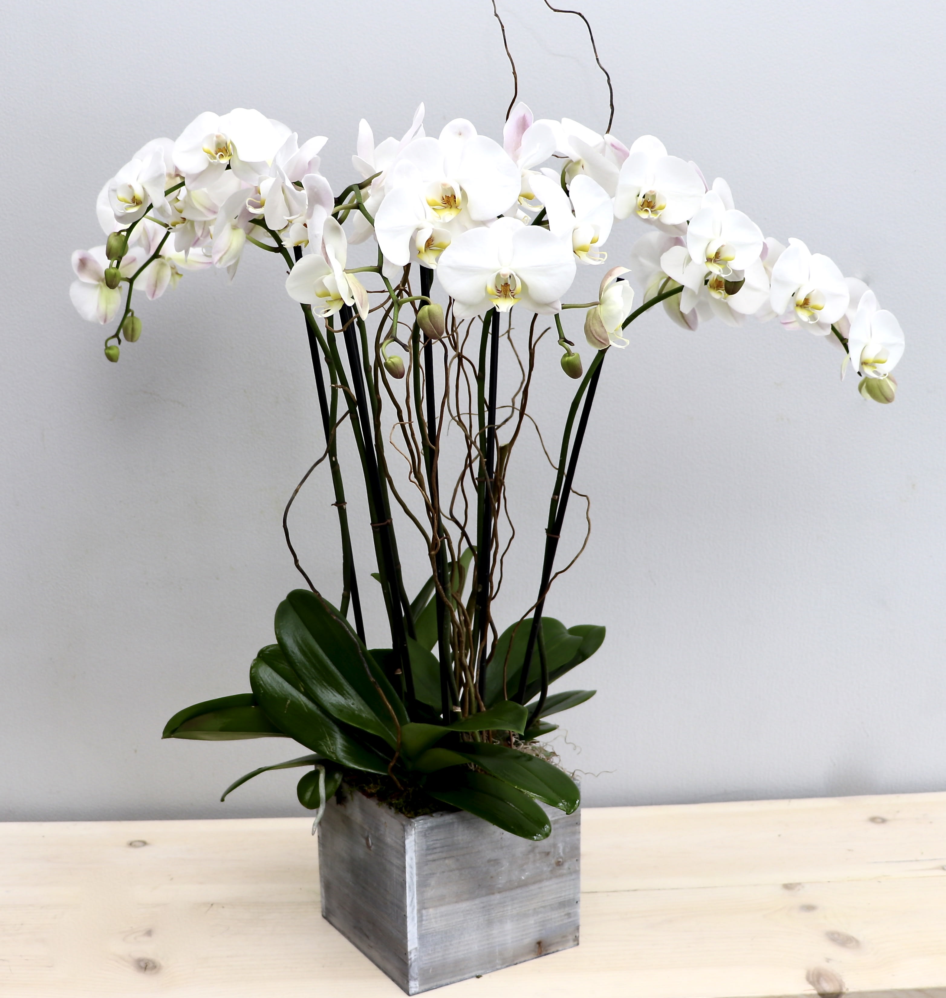 White Orchid Special - My Glendale Florist  - Three double stem orchids in our square birchwood box accompanied with seasonal branches. Each upgrade adds 2 more orchid plants. 
