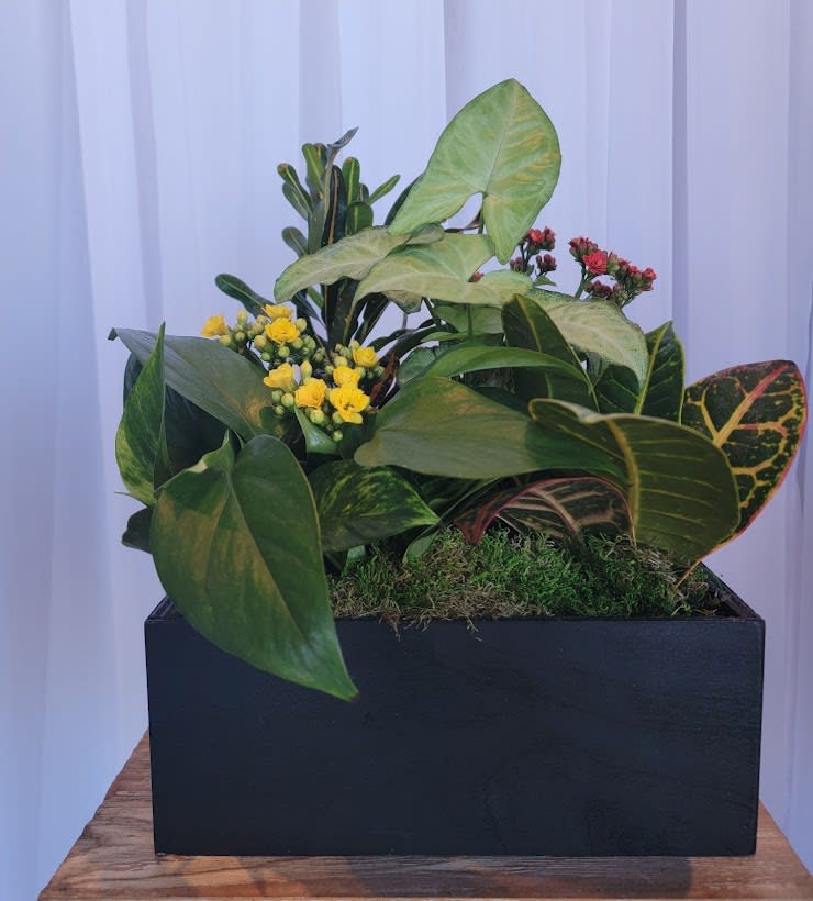 European Garden - European Gardens are a mixture of various plants, some green, some flowering, that are set in a container within their own individual pots. This enables the recipient to leave the garden intact or remove the individual pots. A care tag is included.