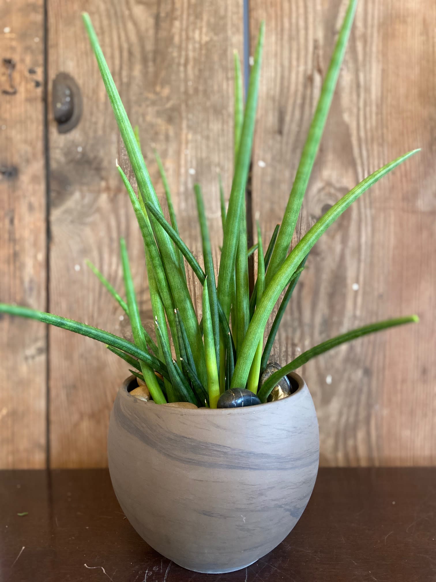 Growers Choice Green Plant - Green Plant in Unique Container