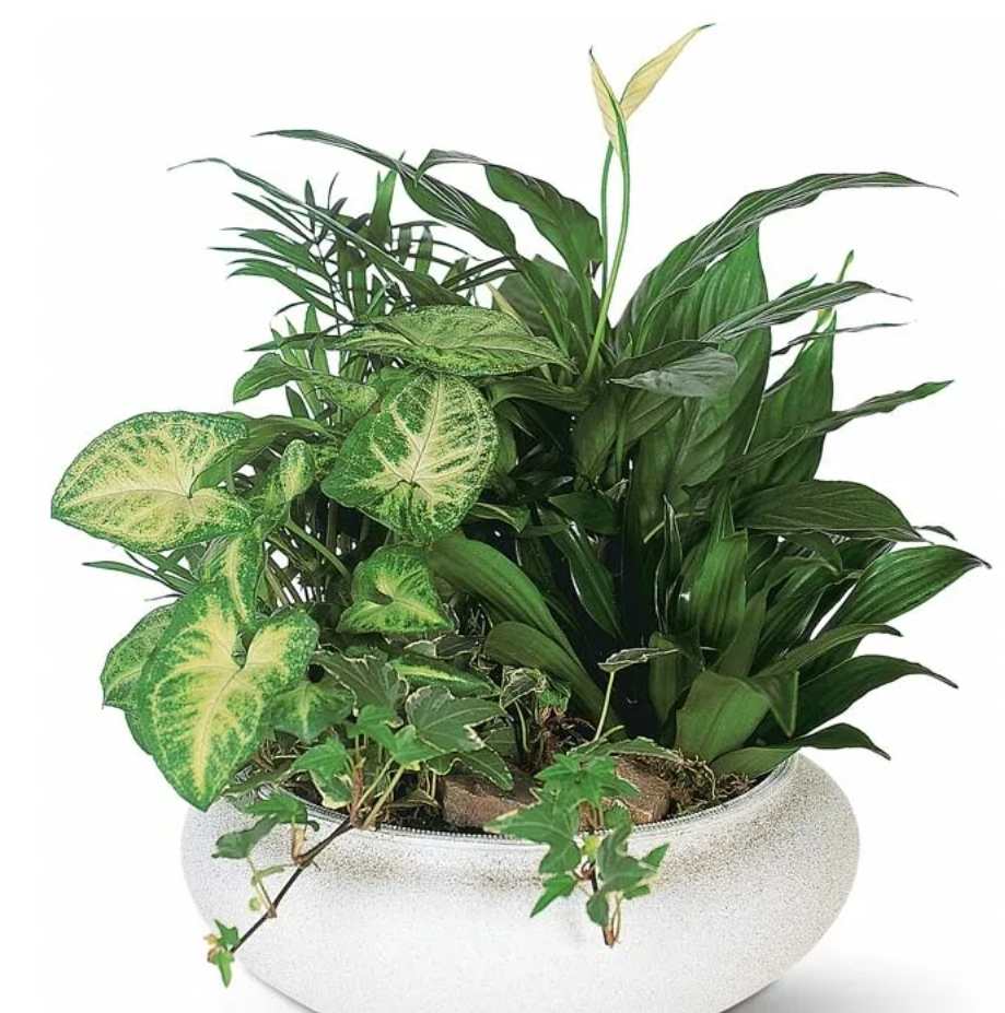 Dish Gardens  - Live Green plants in a container  with a bow  small medium  large
