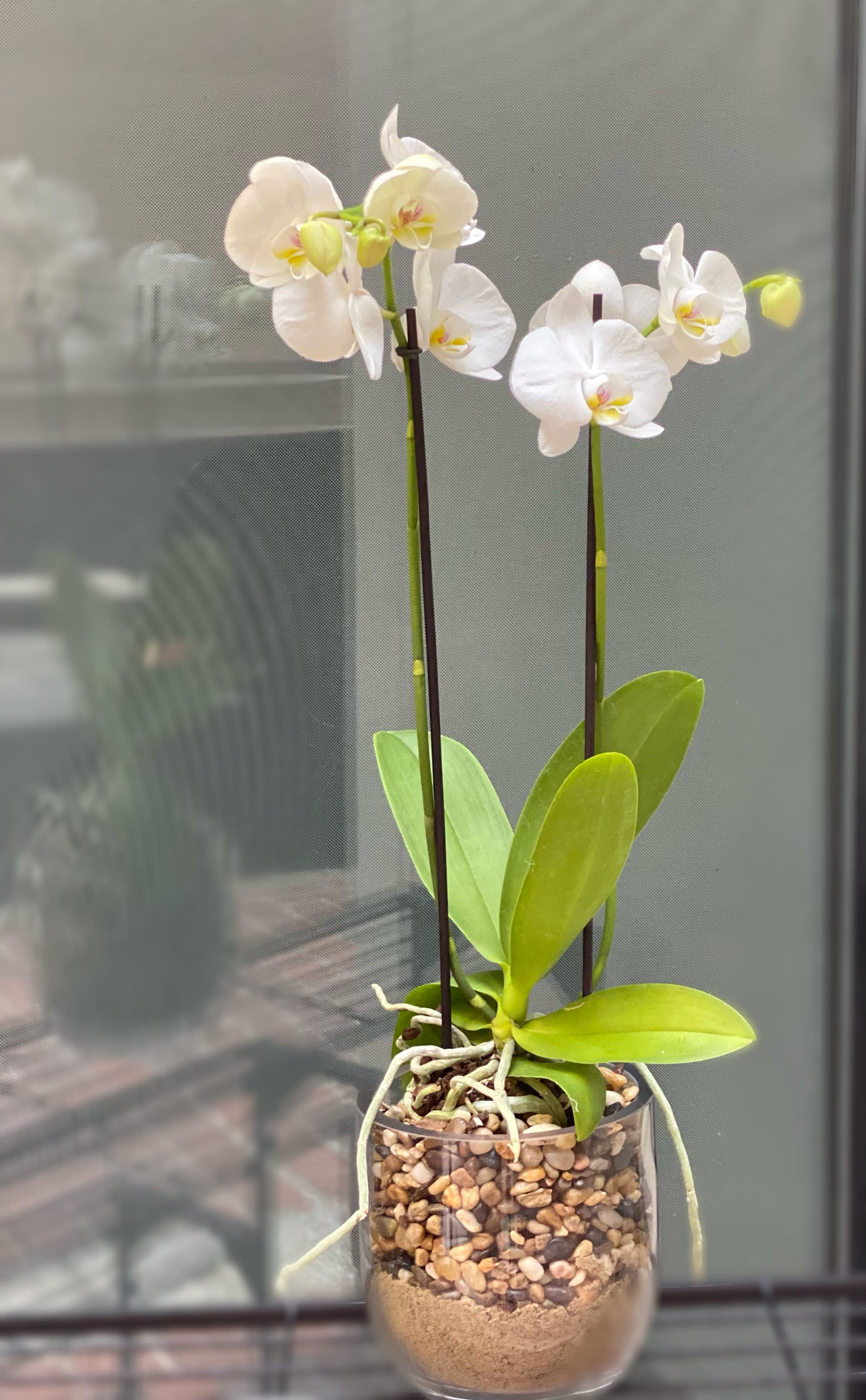 Potted Double Phalaenopsis Potted Double Phalaenopsis - The flowers of the popular and beautiful phalaenopsis orchid plant are thought to resemble moths in flight – and this exotic and graceful living gift, potted for a long blooming time, will decorate any room with elegance. Available in many colors.