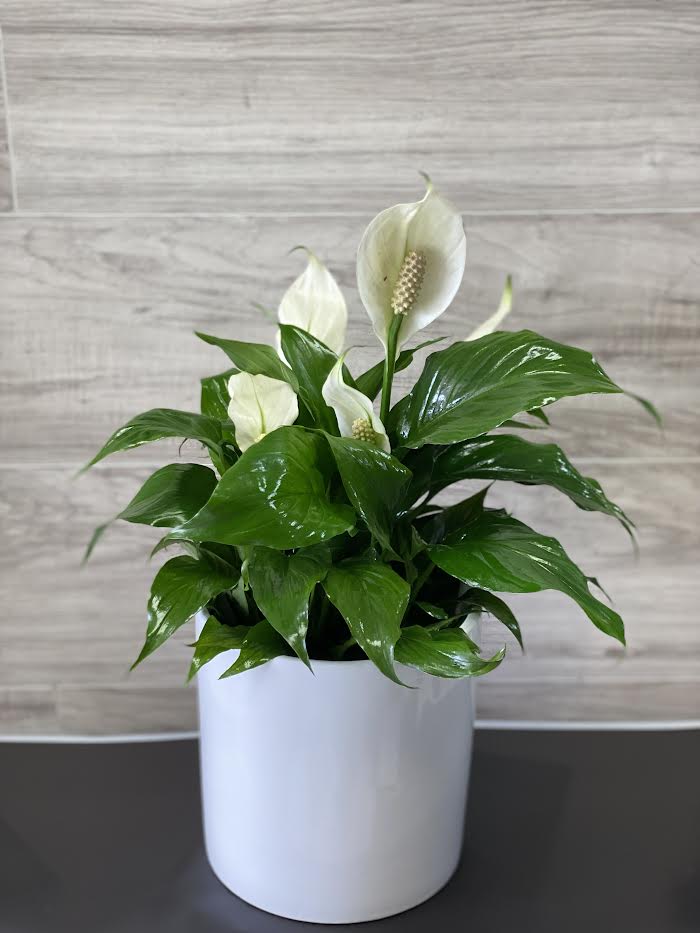 Peace Lily Peace Lily - White peace lily plant in ceramic vase.