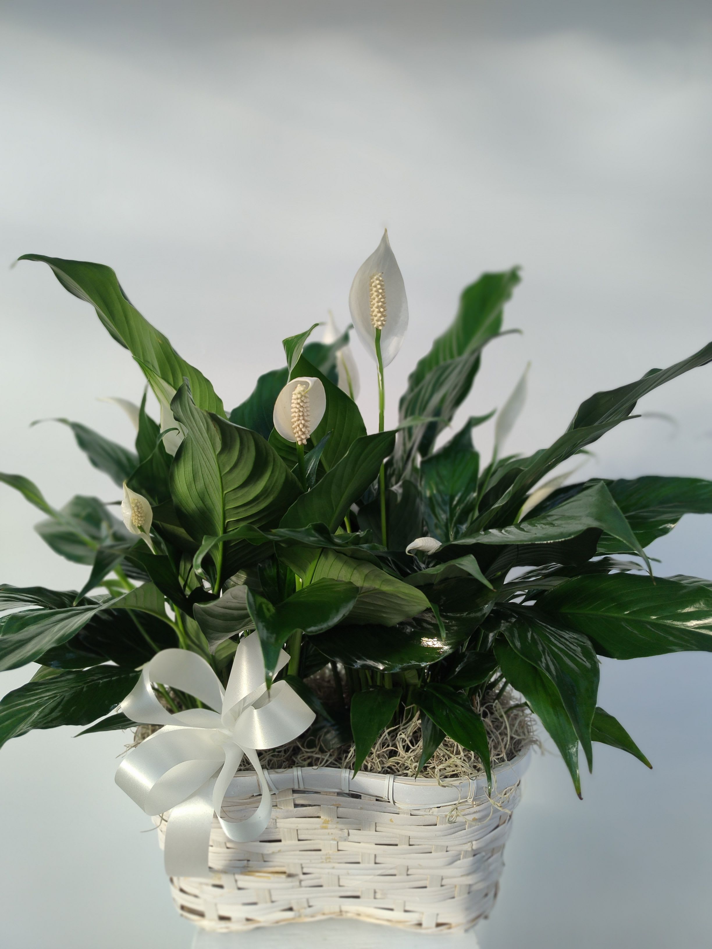 Peace Lily - This stunning peace lily plant is gracefully presented in an elegant basket container. Known for its lush green leaves and striking white blooms, it adds a touch of tranquility and natural beauty to any space. Perfect for enhancing your home or office, this plant is a lovely symbol of peace and harmony.
