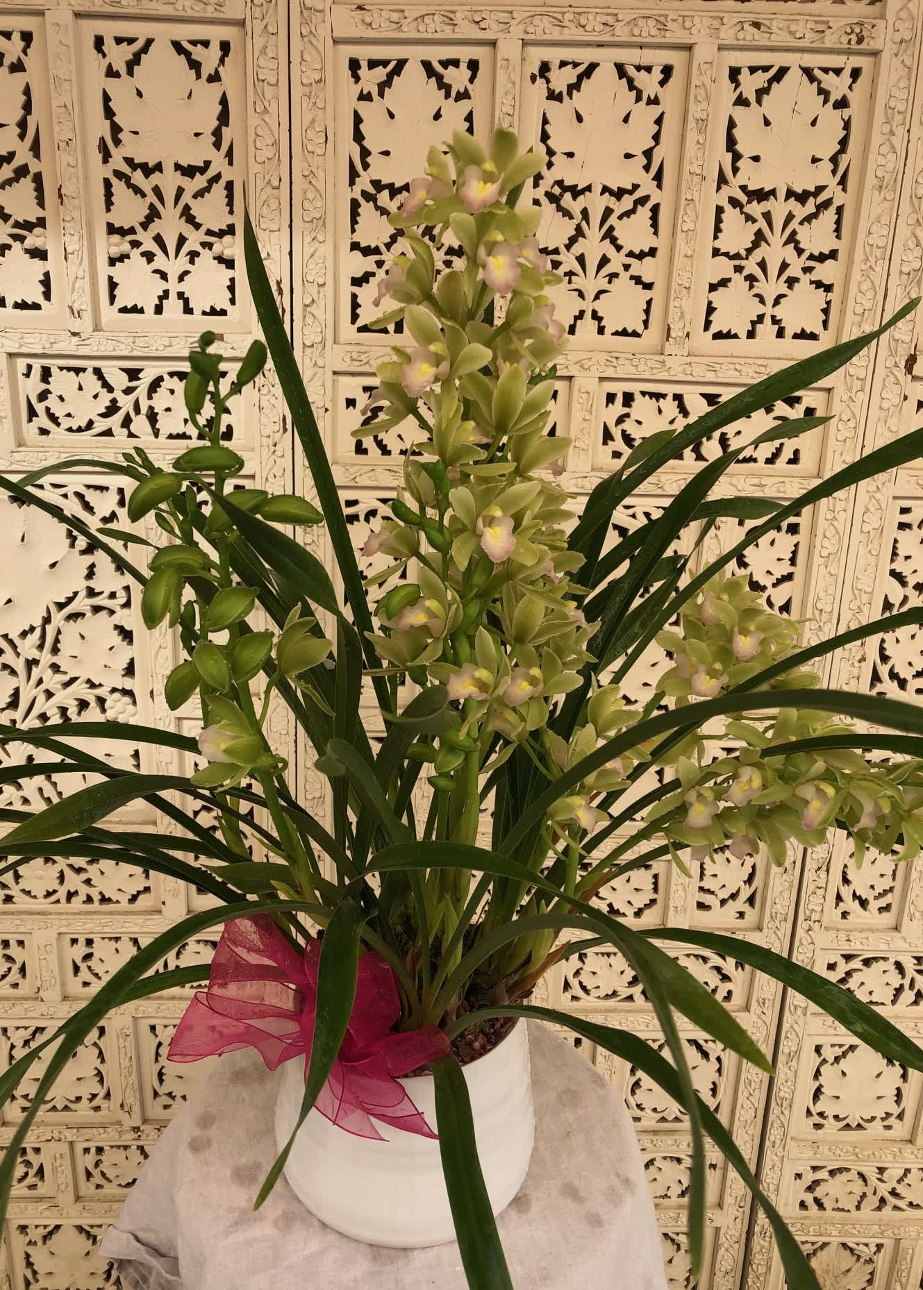 Cymbidium Plant - Blush and green Cymbidium Orchid in white pot with pink ribbon.