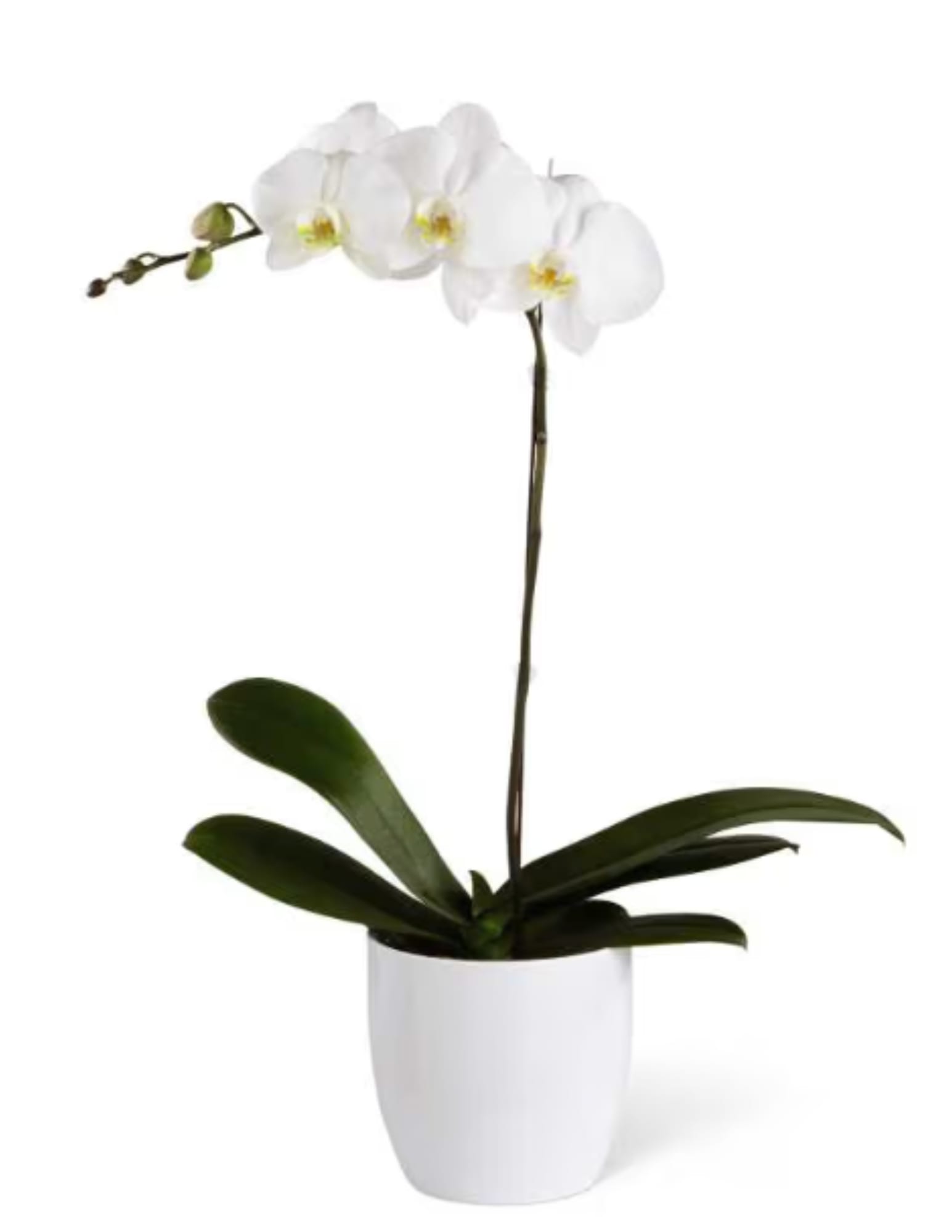 Orchid - Make someone's day by sending them a beautiful Orchid! 