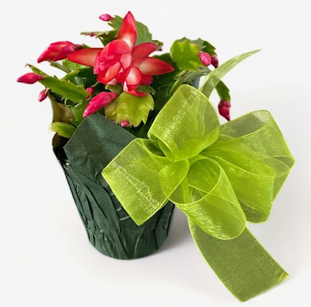 Blooming Christmas Cactus - The blooming Christmas cactus is a stunning gift that radiates joy and warmth, making it a perfect addition to any home during the festive season! Adorned with vibrant, delicate pink, red, and white flowers, this succulent plant brings a cheerful burst of color that contrasts beautifully against its lush green, segmented leaves. The blossoms, which often appear in waves, create a captivating display that lasts for weeks, symbolizing resilience and beauty during the winter months. With its low maintenance requirements and ability to thrive in various indoor settings, the Christmas cactus enhances holiday decor and serves as a lasting reminder of celebration and good cheer long after the season ends. A thoughtful gift for loved ones, it embodies the spirit of giving, friendship, and the joys of nature!