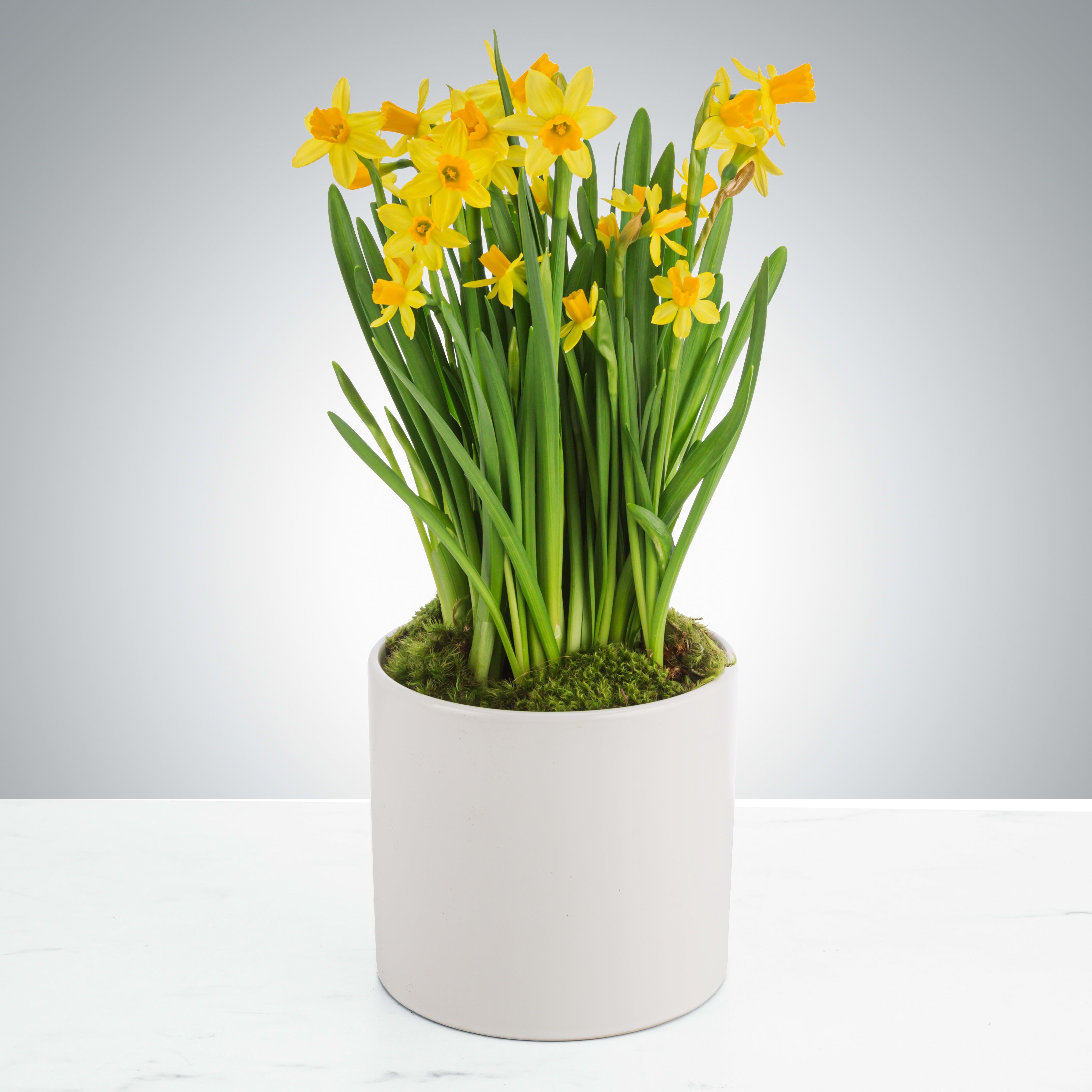 Daffodil Plant by BloomNation™ Daffodil Plant by BloomNation™ - The perfect spring gift! Lift someone's spirits with this cheerful potted flower. Daffodils symbolize rebirth and new beginnings so send it to make somebody's day. It also is the official flower of March so send it for somebody's birthday flower!