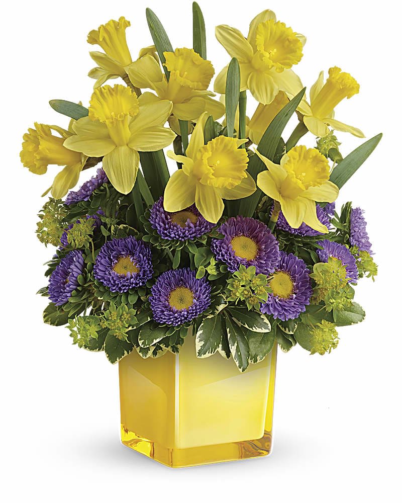 Teleflora&#039;s Playful Springtime Daffodil Bouquet - A playful arrangement of sunny daffodils and rich purple asters in a keepsake cube, this gorgeous gift celebrates spring in a most joyful way! Yellow daffodils and lavender matsumoto asters are arranged with bupleurum and variegated pittosporum. Delivered in a Sunshine Color Splash Cube.