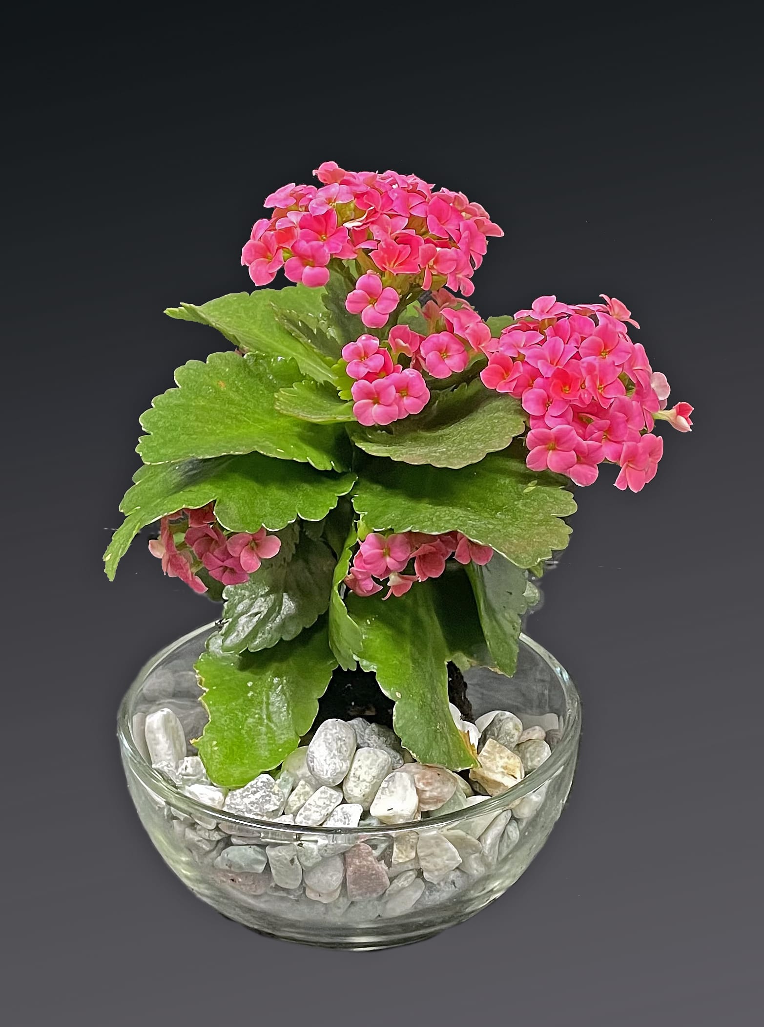 Kalanchoe plant - This happy pink or Yellow, or white, This happy yellow kalanchoe spreads smiles wherever it goes! It looks extra special potted in a keepsake mosaic vase of swirling blue stained glass. spreads smiles wherever it goes! It looks extra special potted in a keepsake mosaic vase of swirling glass.