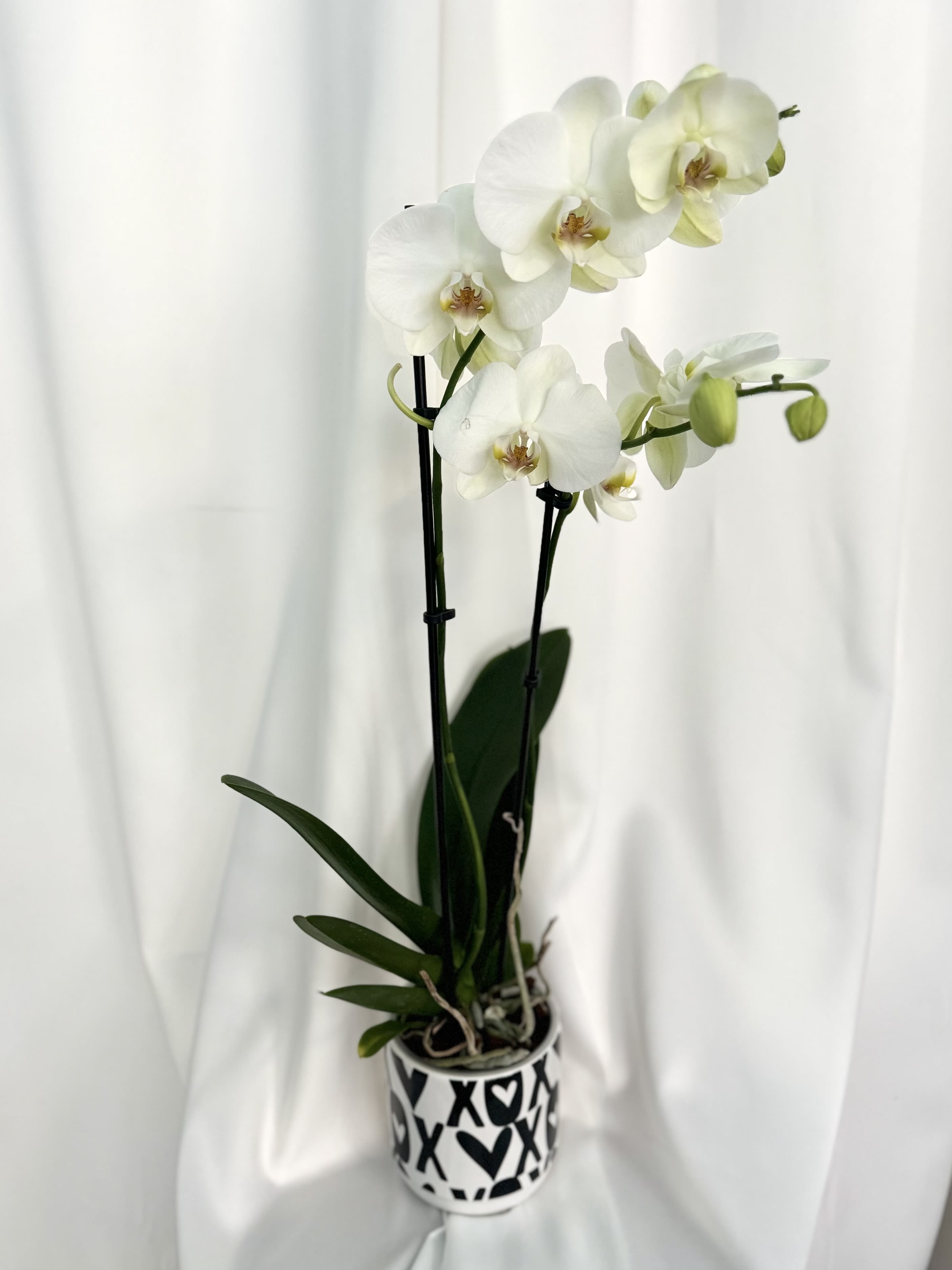 Love Blooms Orchid - Elegant and timeless, these white orchid plants are beautifully presented in charming pots adorned with an "XOXO" design, perfect for expressing love and affection. These stunning arrangements add a touch of sophistication to any space, making them ideal for Valentine's Day or year-round décor.