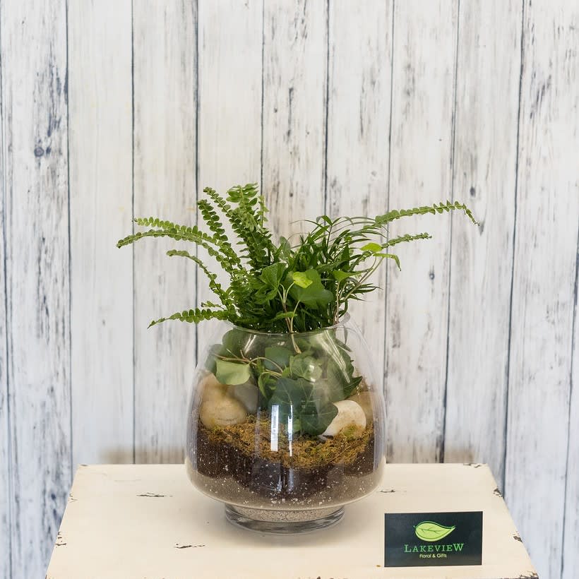 Cloche - Enclosed in a modern glass pyramid vase, ivy and fern plants thrive.  An easy care terrarium is a welcome gift!  Approximate Dimensions: 15&quot; H x 7&quot; W