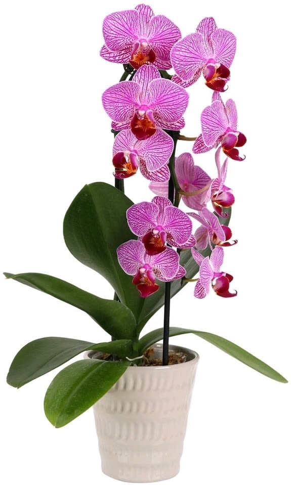 Phalaenopsis orchids - A classic gift !! This orchid will put on a lengthy show as the blooms open. Regular care will ensure this plant blooms again and again year after year..Add something special to complete your gift!..We also have it in blue, please let us know which one you like.