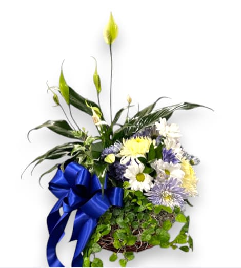 Mixed Plant and Fresh Flower Basket - This charming plant basket features a serene Peace Lily, known for its elegant white blooms and air-purifying qualities, alongside a lush trailing plant, symbolizing fidelity and enduring love. Complementing these green beauties is a vibrant third plant, adding texture and life to the arrangement. Delicately intertwined with a small fresh-cut flower arrangement, the basket is adorned with a lovely bow, creating a warm and inviting display. This thoughtful composition not only brings a sense of tranquility and freshness to any space but also serves as a heartfelt gift, perfect for conveying sympathy, appreciation, or simply brightening someone’s day.