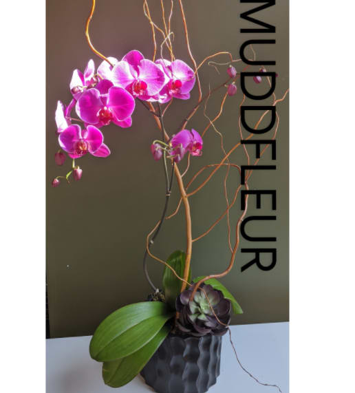 Fuschia Infusion Gift Orchid single double or triple - This incredible fuchsia phalaenopsis orchid plant is paired with air plants and curly willow branches, and in  this textured black cachepot, offers a slick masculine vibe for your recipient.     $155       available in deluxe featuring a double stem for $185 pic 2 and Premium with a quadruple stem for $325 pic 3  specify white or black pot and orchid color preference if you don't want fuschia. 