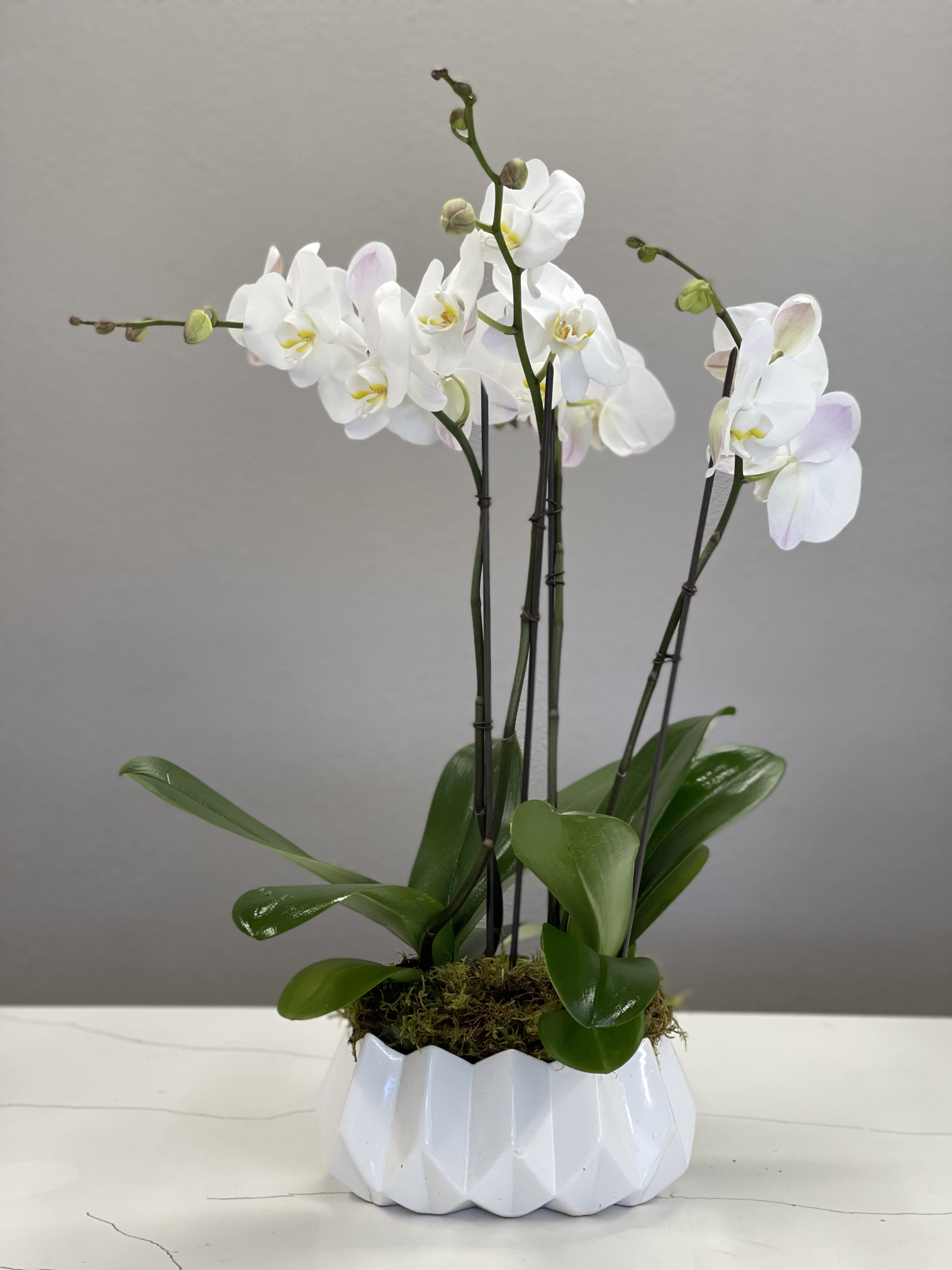 Orchids on Orchids - Large Phalaenopsis Orchids dressed in white honoring a loved. 